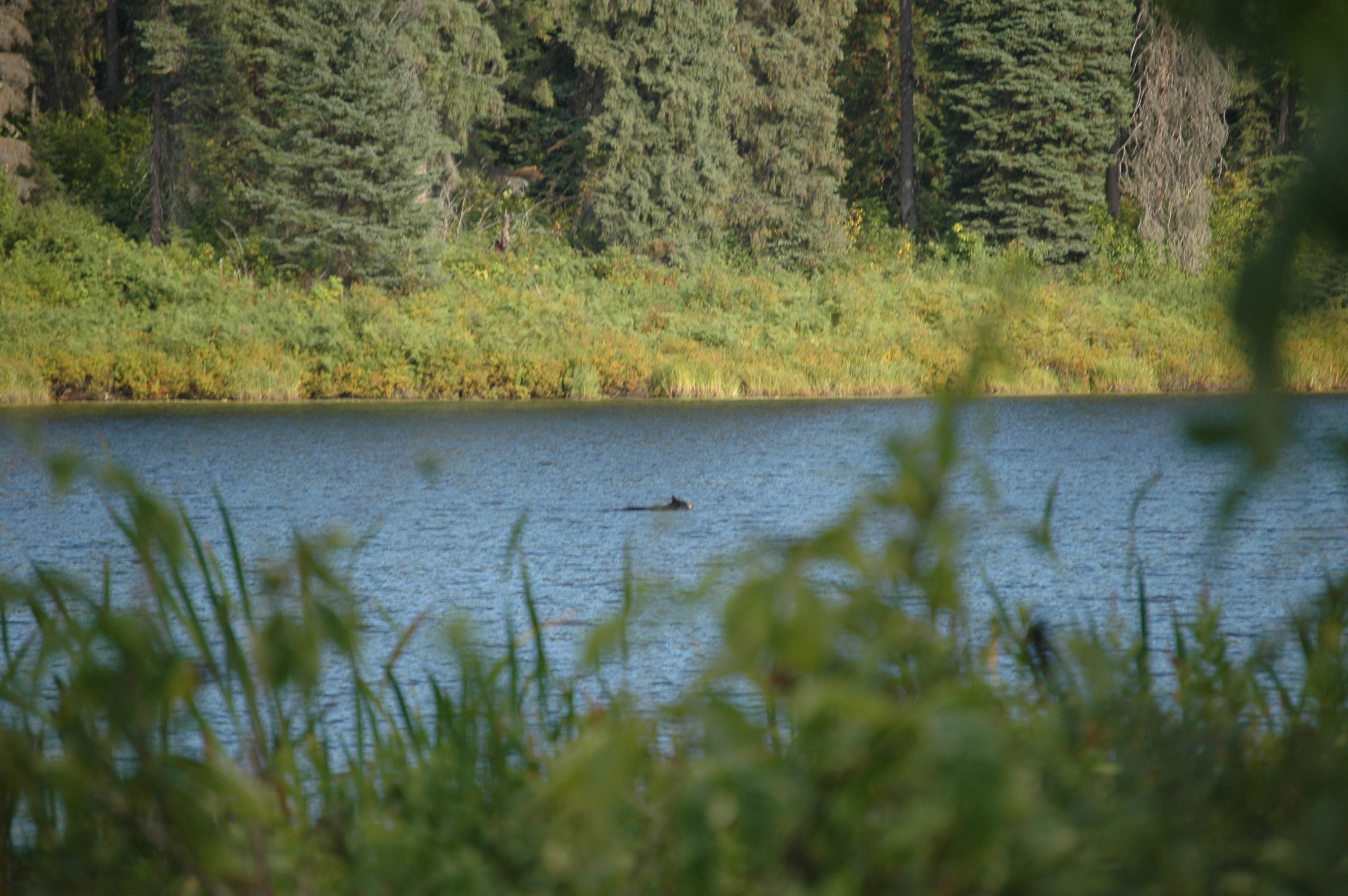 photos/wildlife/Mammal_Species/American_Black_Bear/20070912-Canada-15.jpg