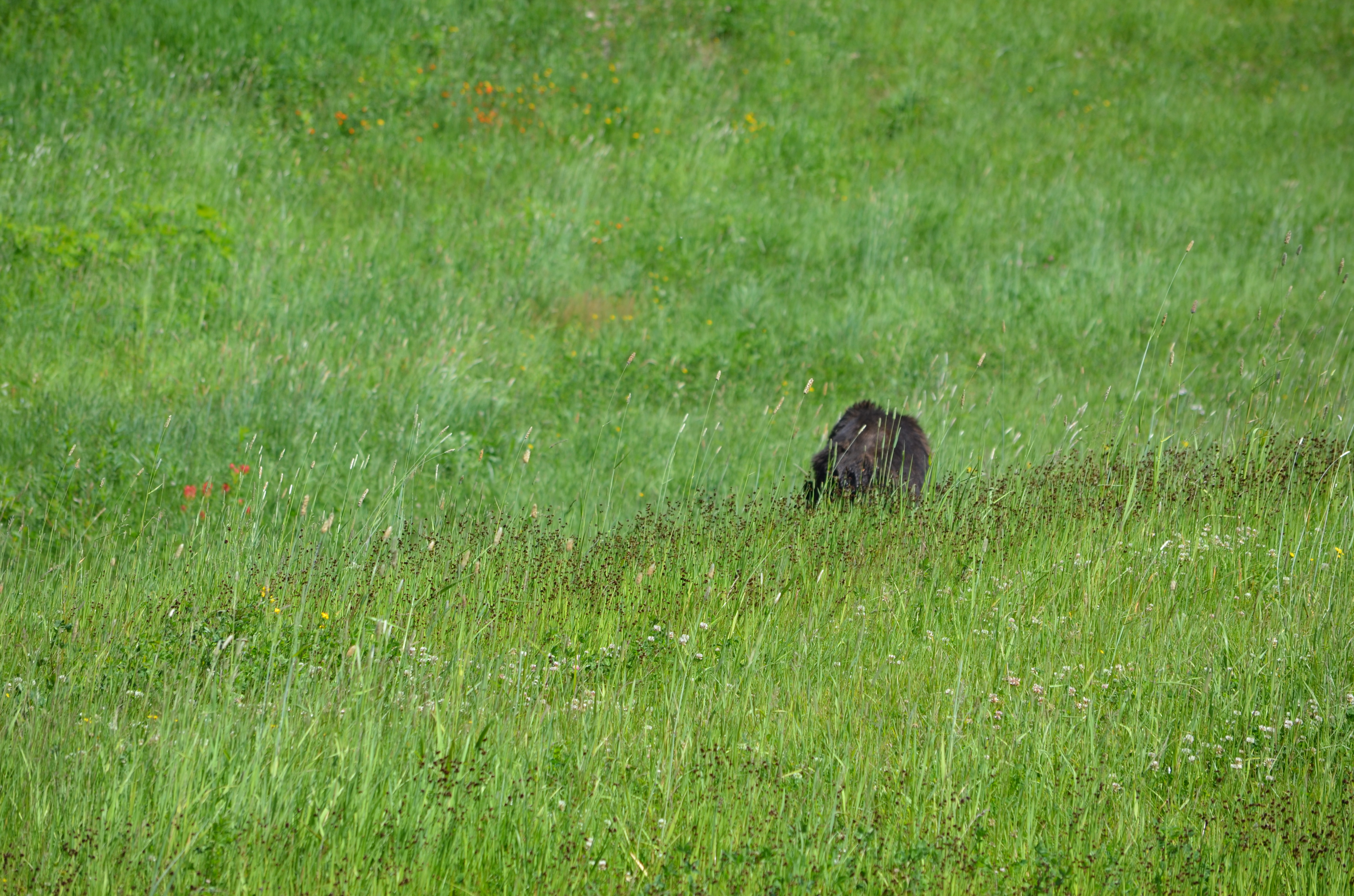 photos/wildlife/Mammal_Species/American_Black_Bear/DSC_0430.JPG