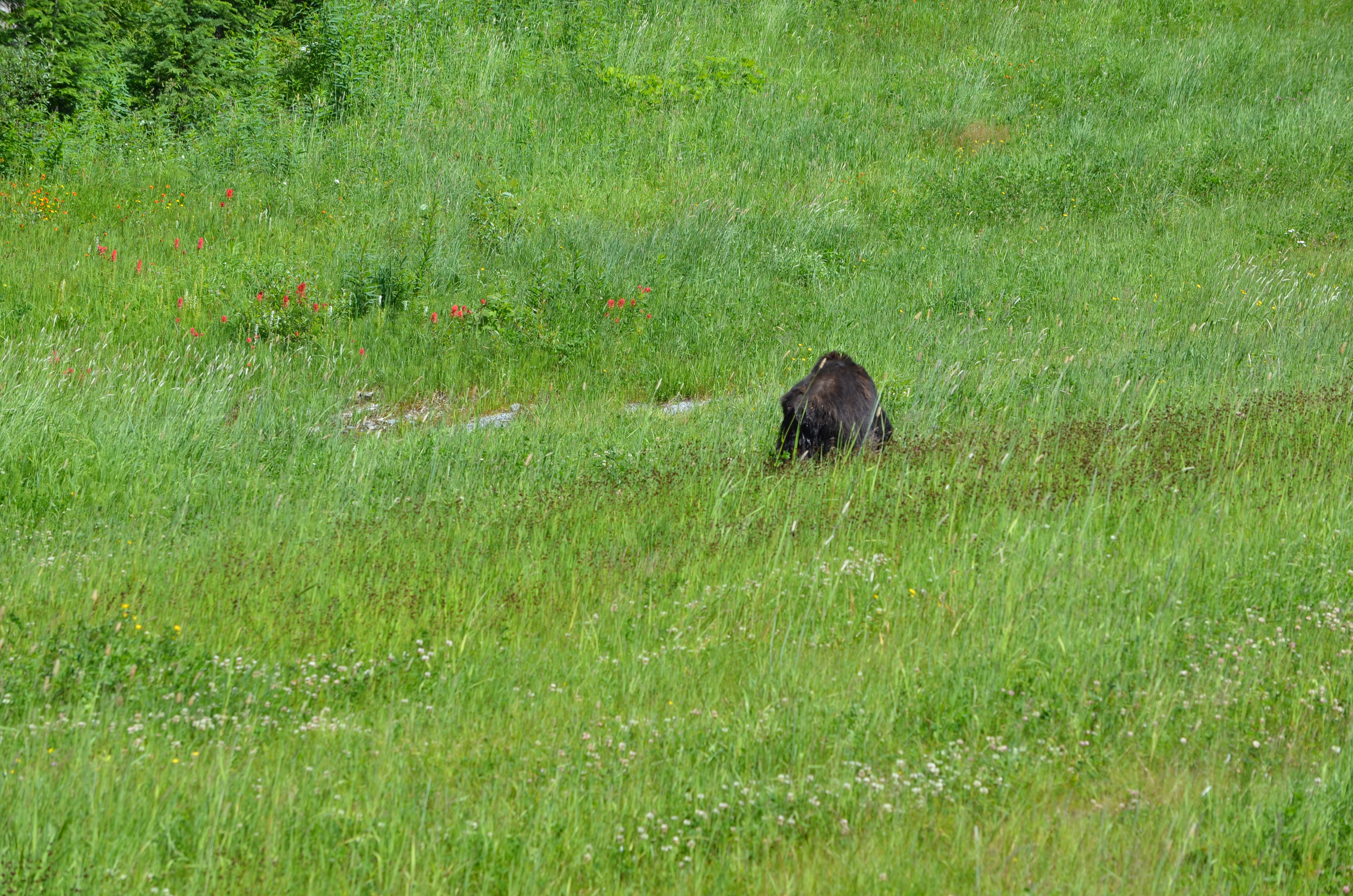 photos/wildlife/Mammal_Species/American_Black_Bear/DSC_0431.JPG