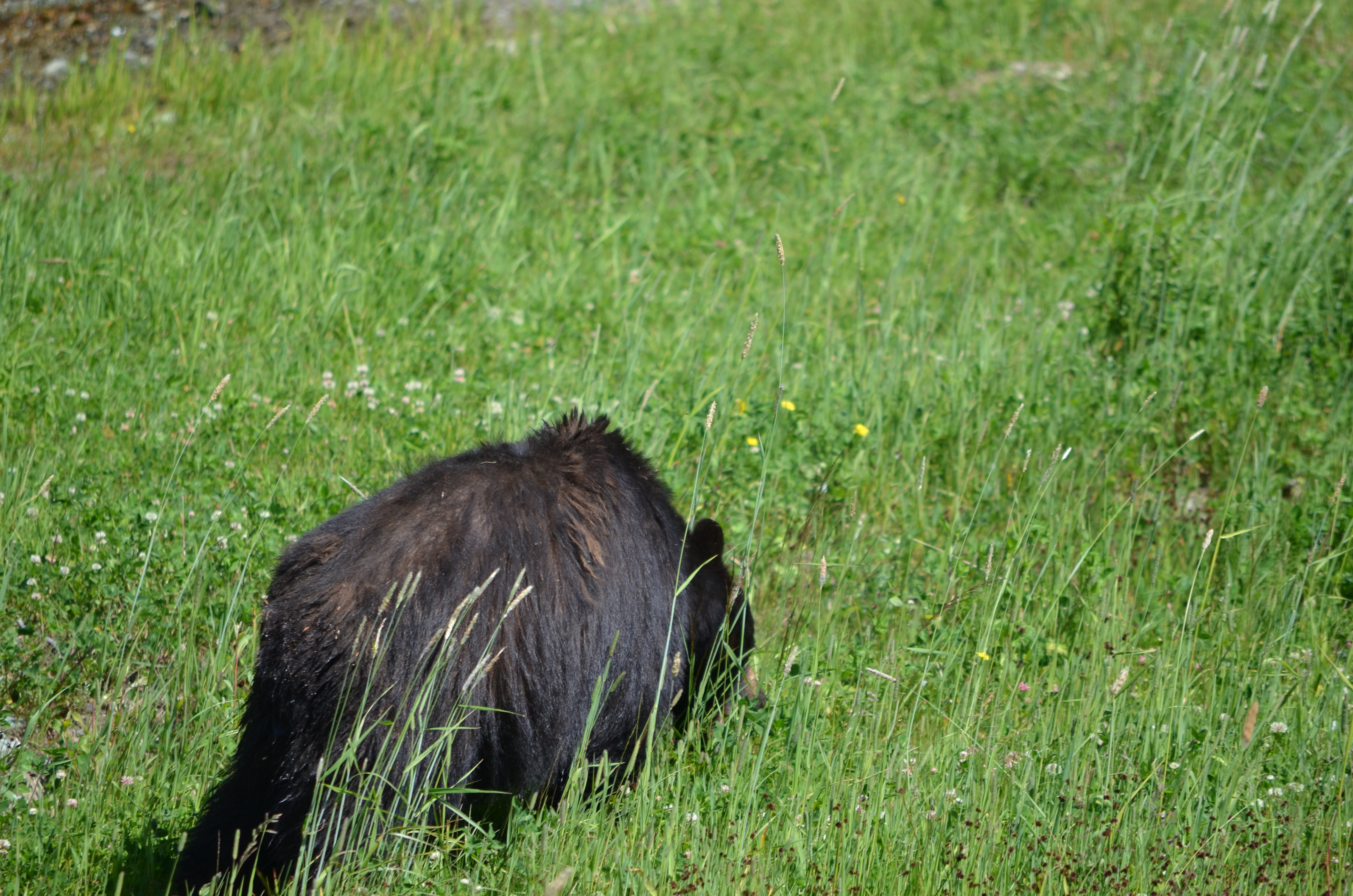 photos/wildlife/Mammal_Species/American_Black_Bear/DSC_0432.JPG
