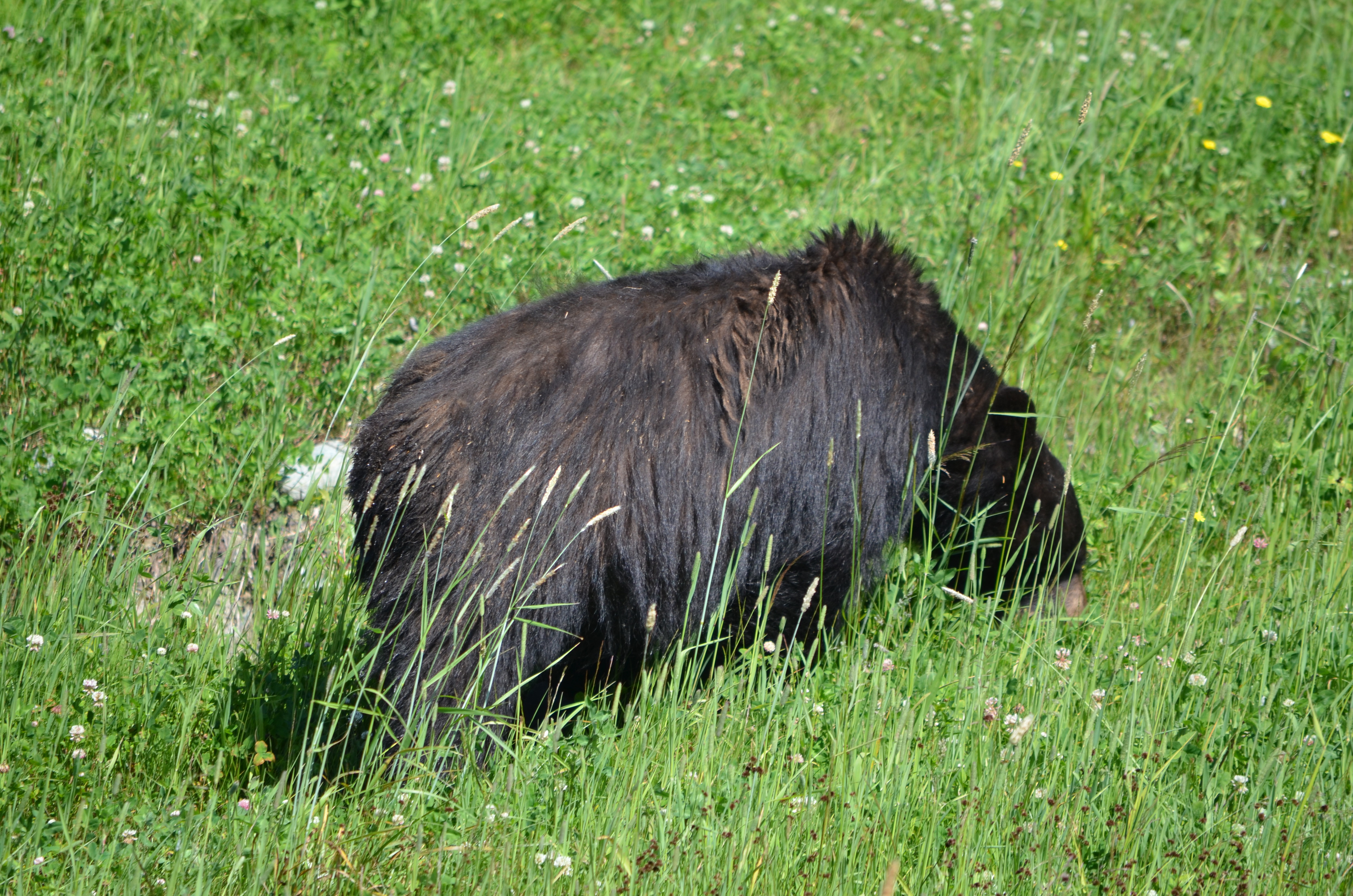 photos/wildlife/Mammal_Species/American_Black_Bear/DSC_0434.JPG