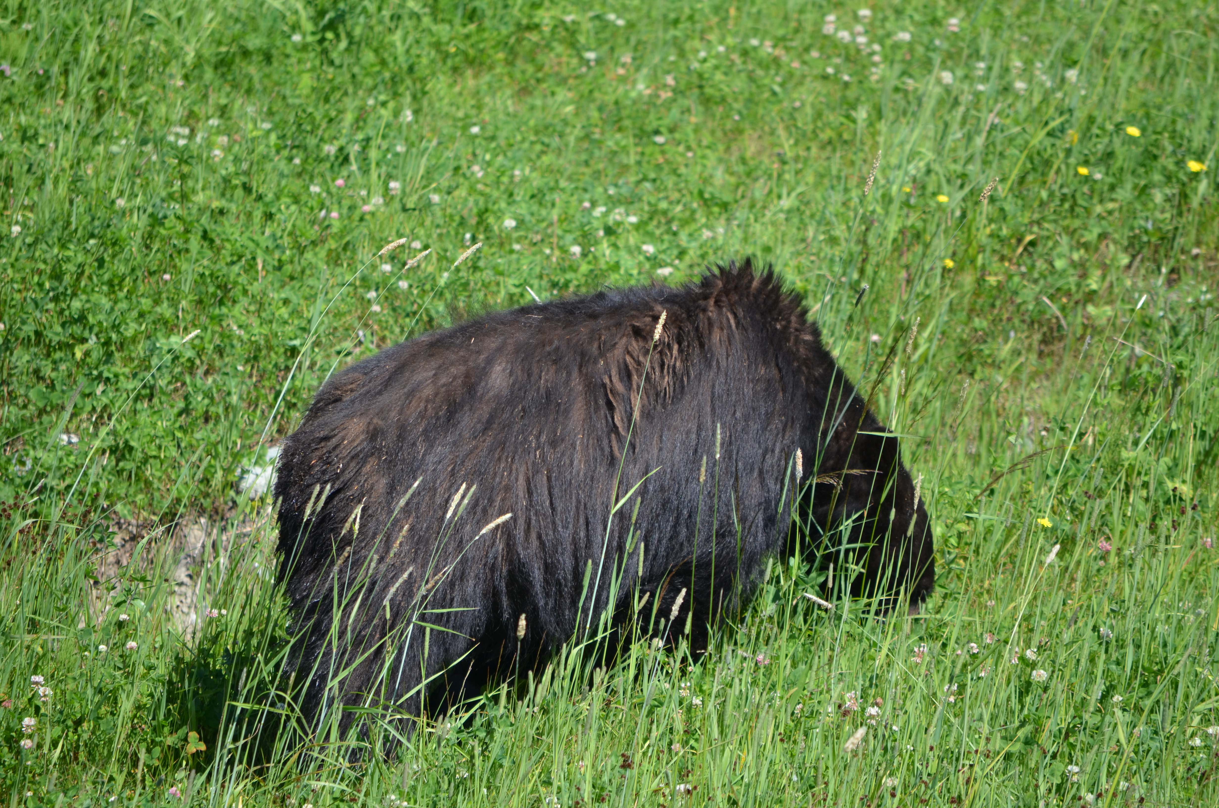 photos/wildlife/Mammal_Species/American_Black_Bear/DSC_0435.JPG