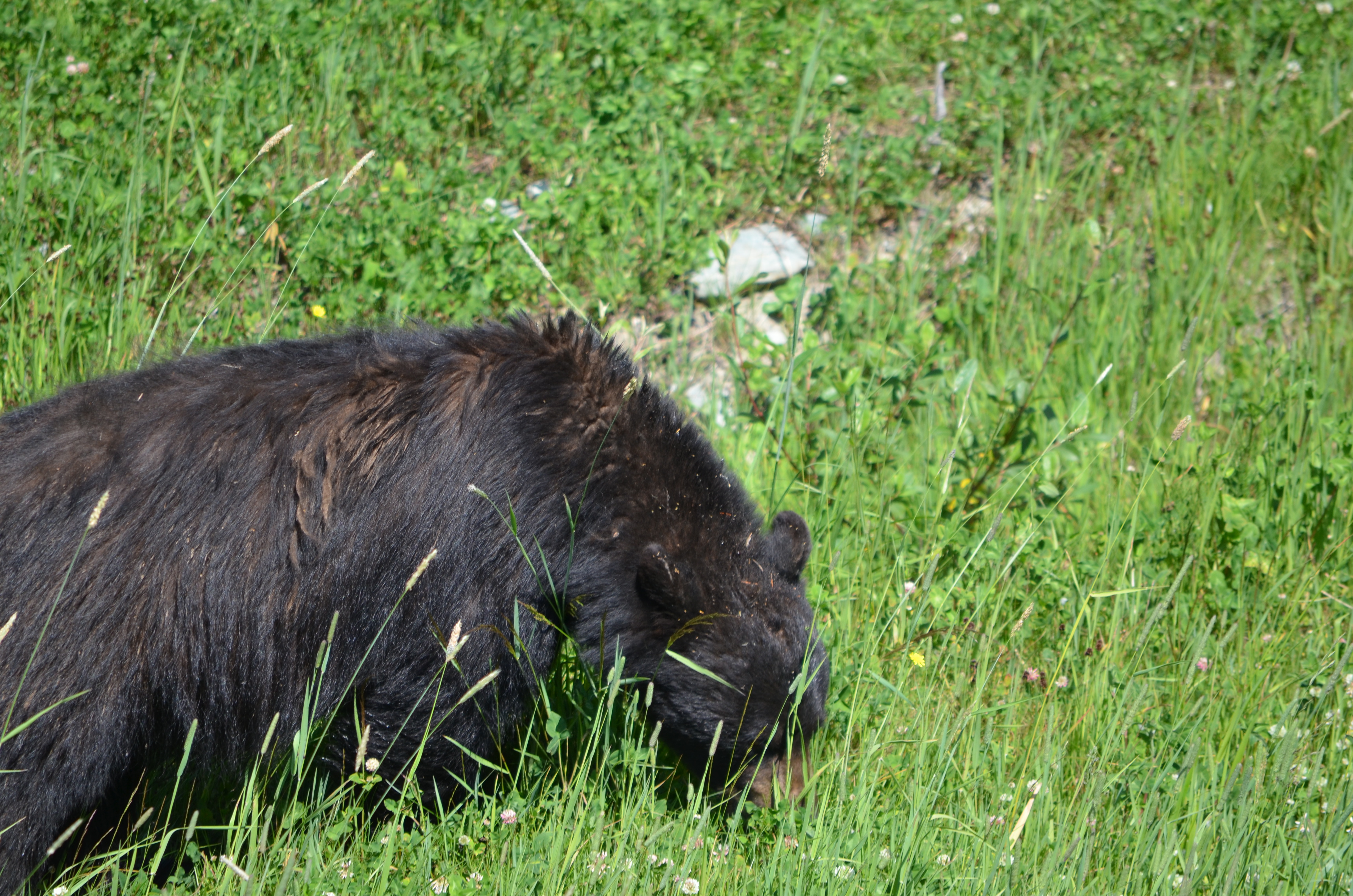 photos/wildlife/Mammal_Species/American_Black_Bear/DSC_0437.JPG