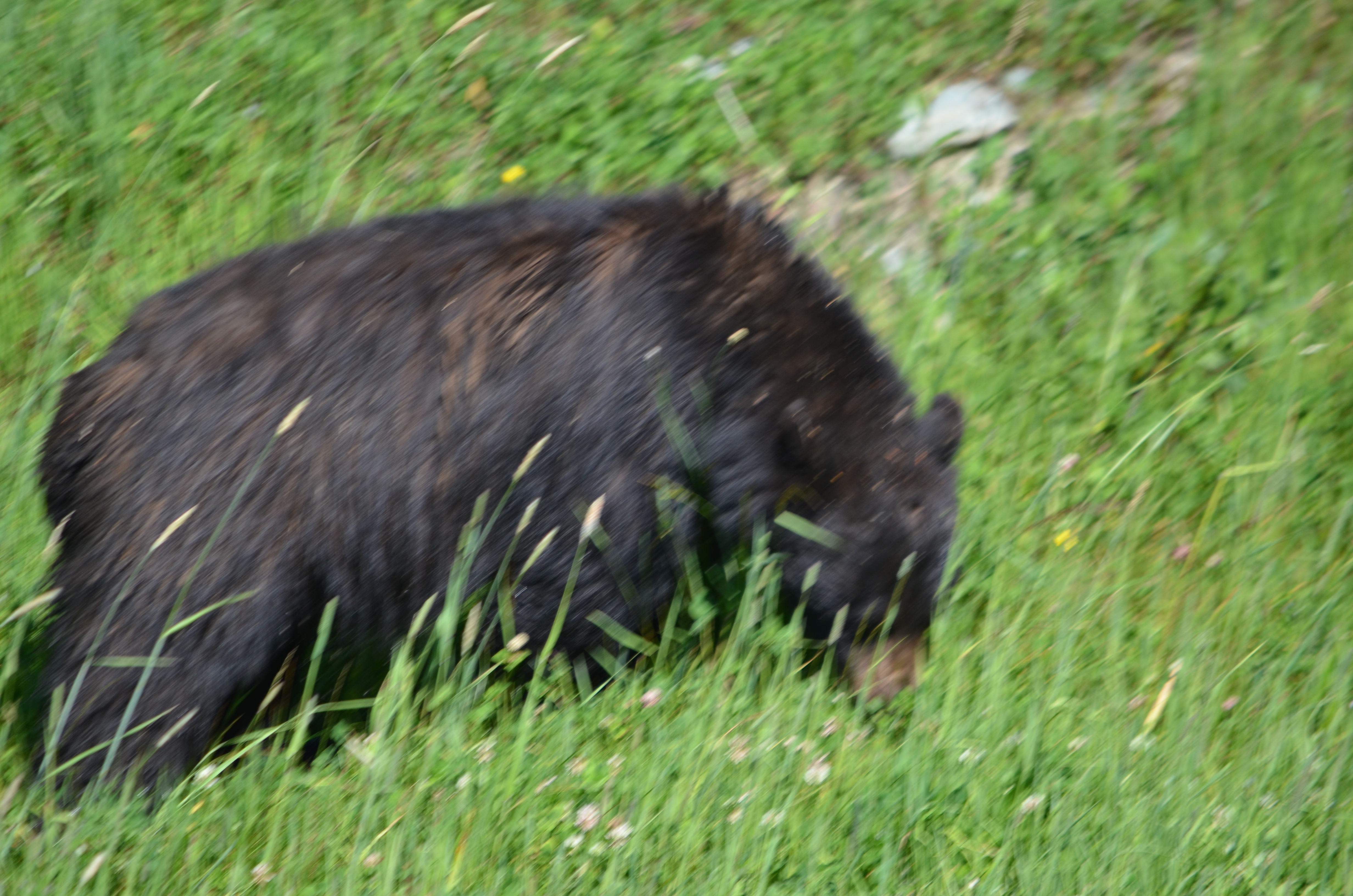 photos/wildlife/Mammal_Species/American_Black_Bear/DSC_0438.JPG