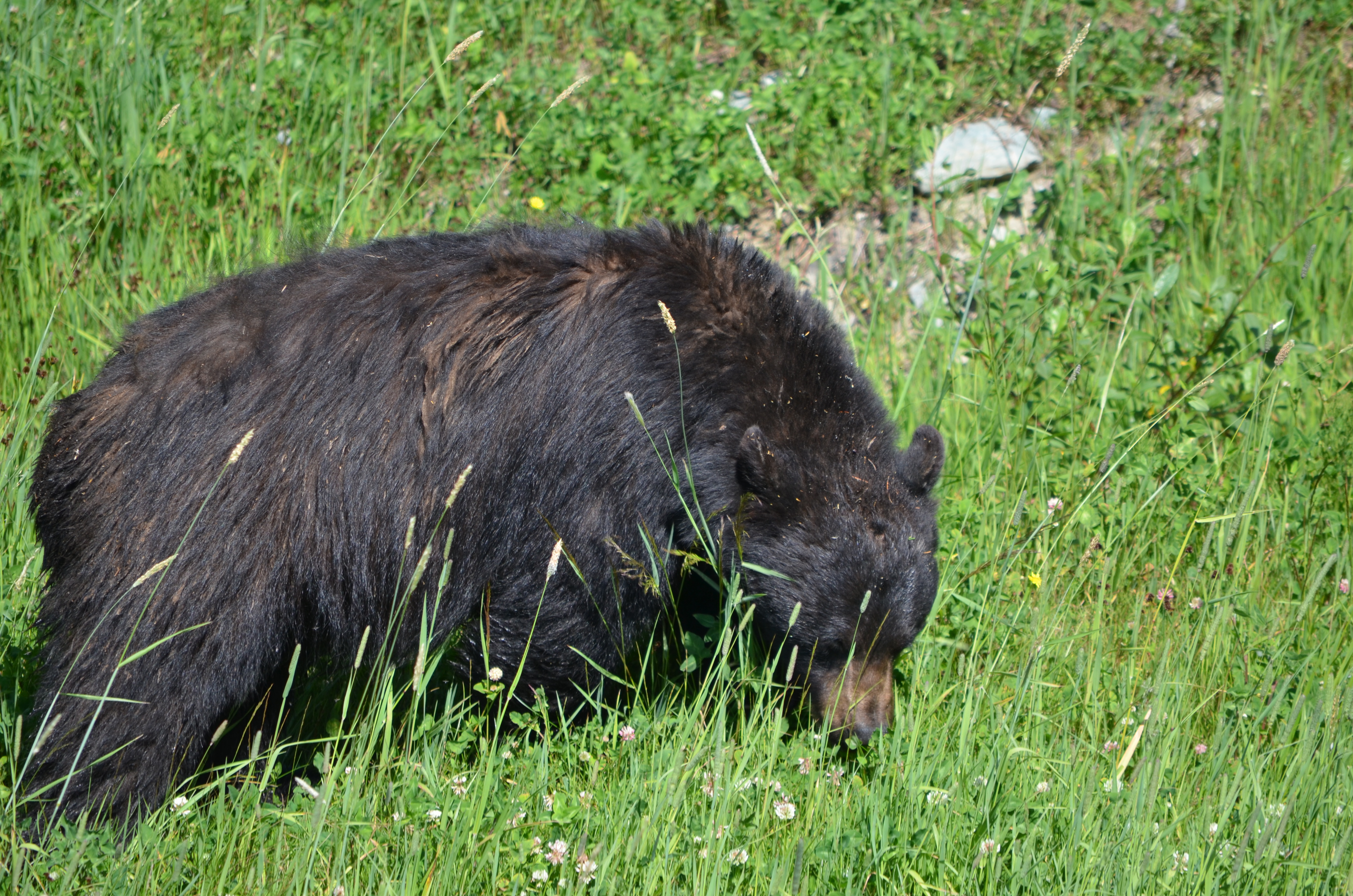 photos/wildlife/Mammal_Species/American_Black_Bear/DSC_0439.JPG
