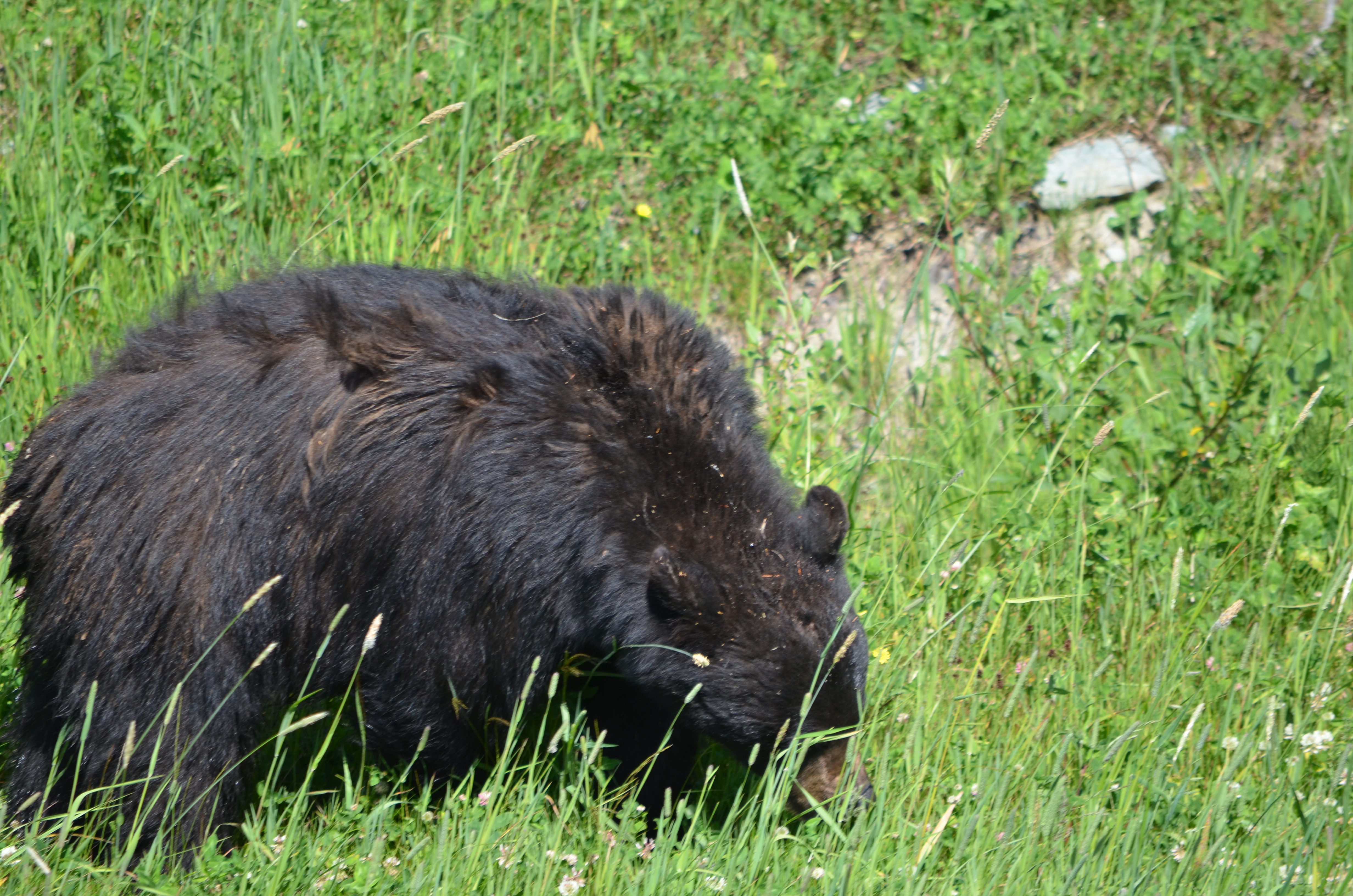 photos/wildlife/Mammal_Species/American_Black_Bear/DSC_0443.JPG