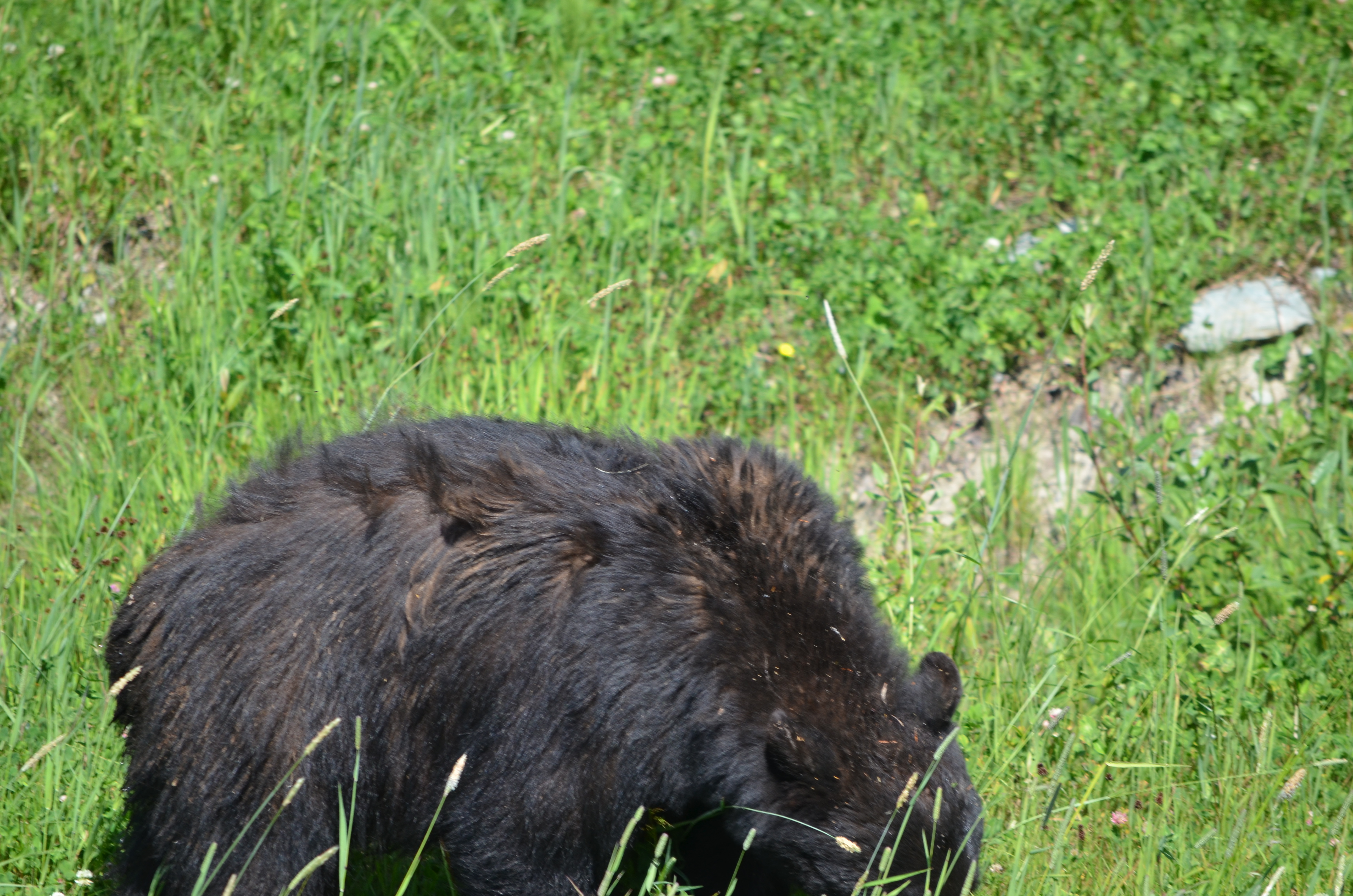 photos/wildlife/Mammal_Species/American_Black_Bear/DSC_0444.JPG