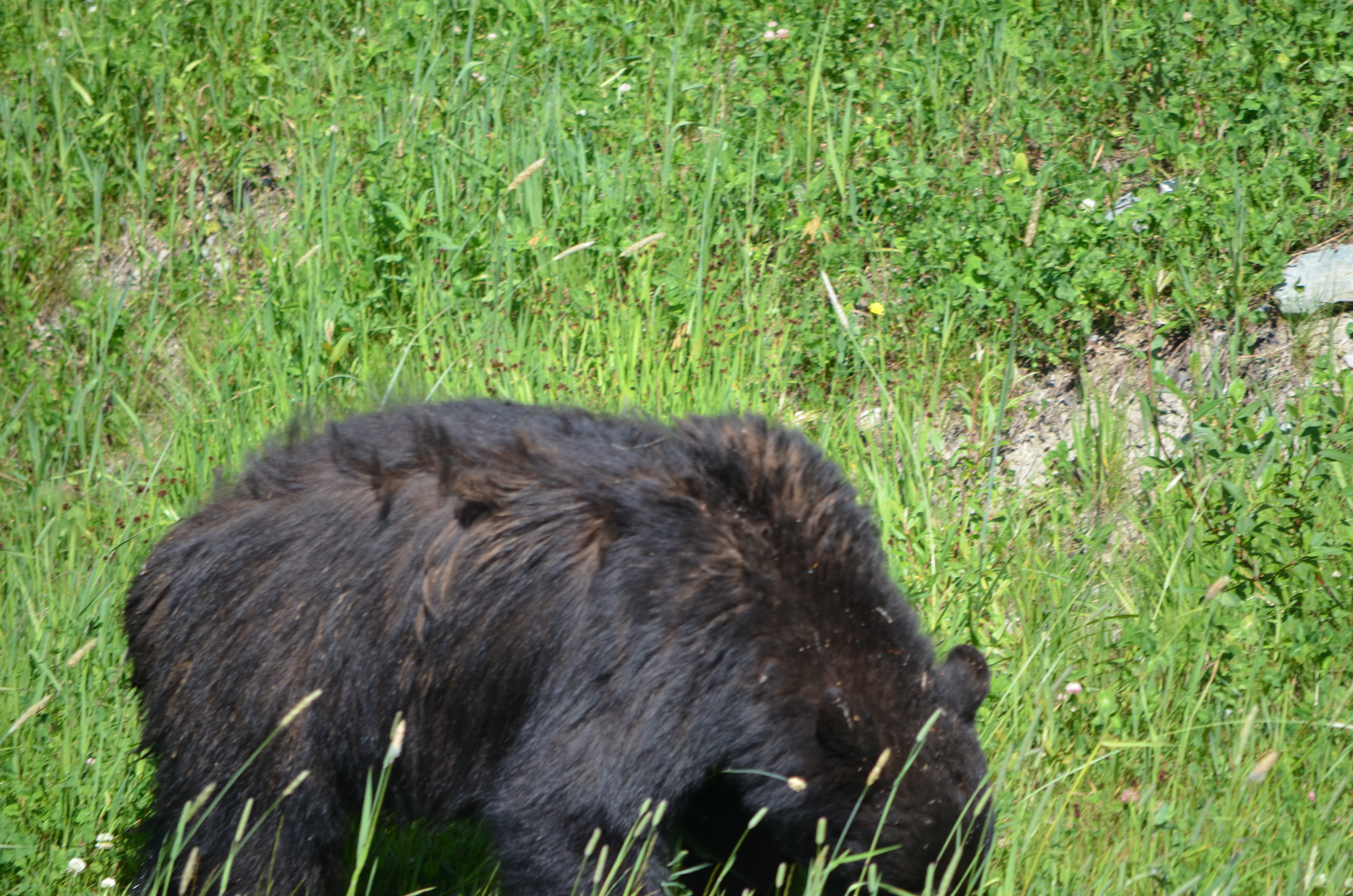 photos/wildlife/Mammal_Species/American_Black_Bear/DSC_0445.JPG