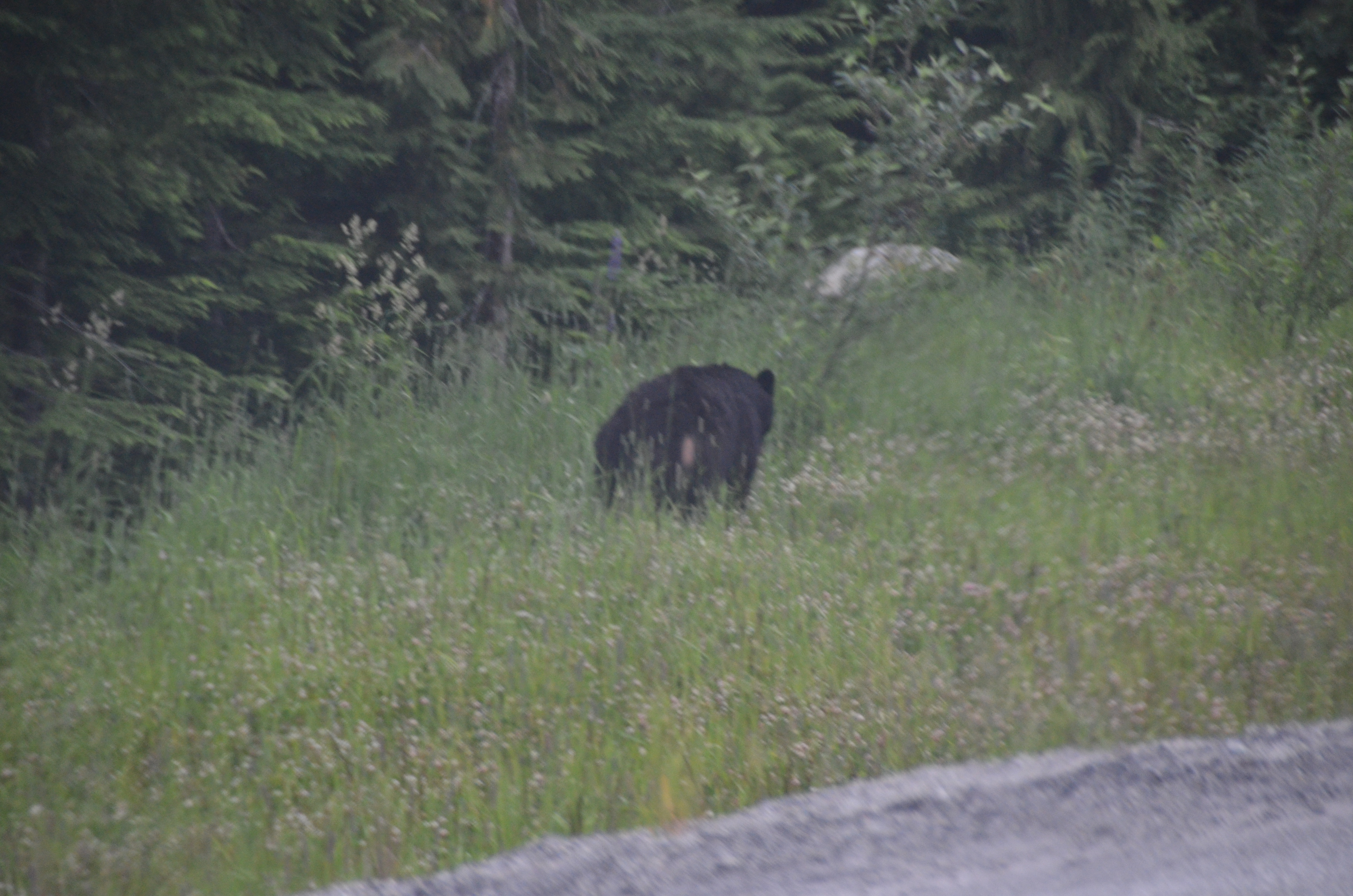 photos/wildlife/Mammal_Species/American_Black_Bear/DSC_0495.JPG