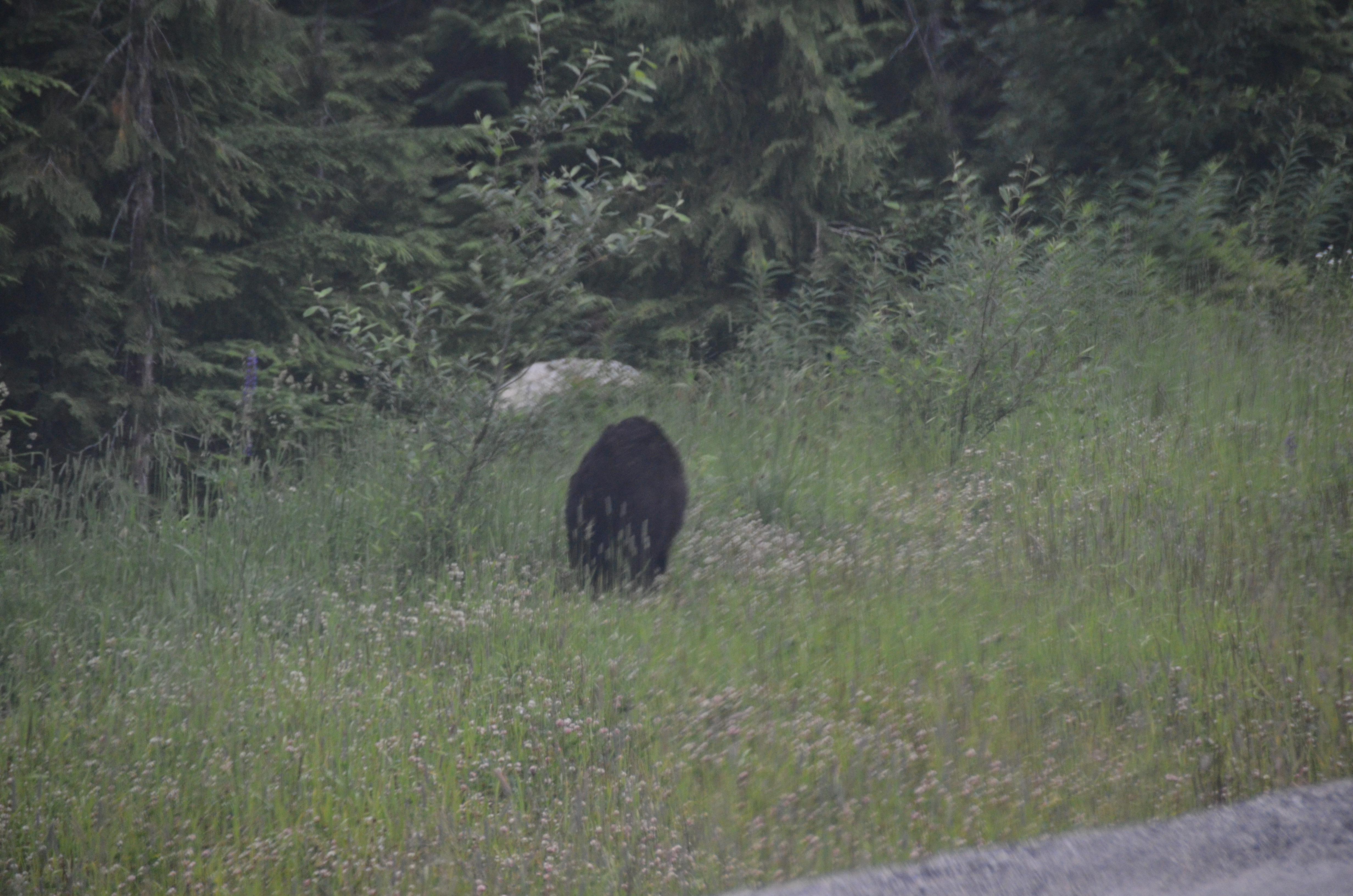 photos/wildlife/Mammal_Species/American_Black_Bear/DSC_0496.JPG