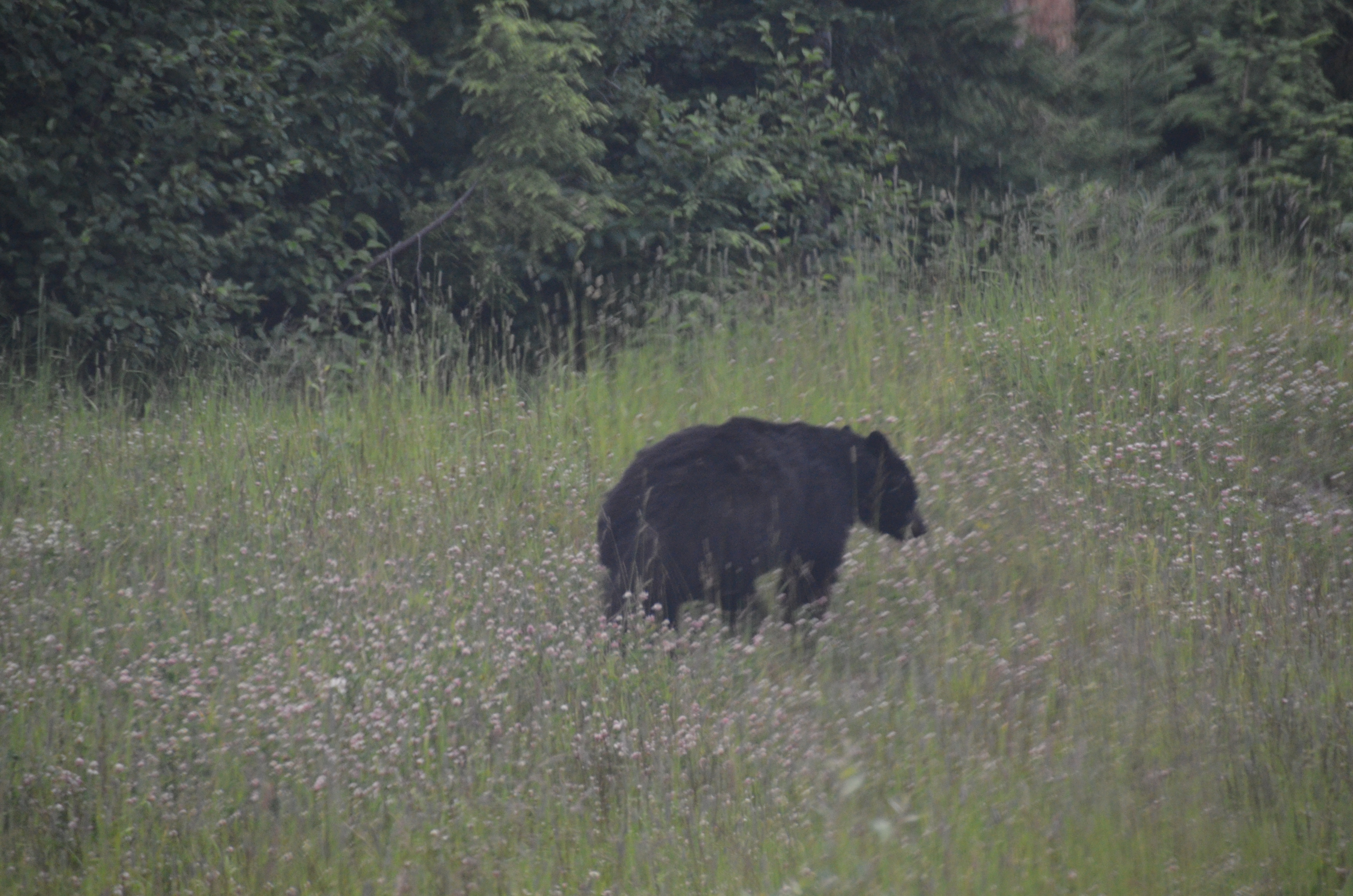 photos/wildlife/Mammal_Species/American_Black_Bear/DSC_0497.JPG