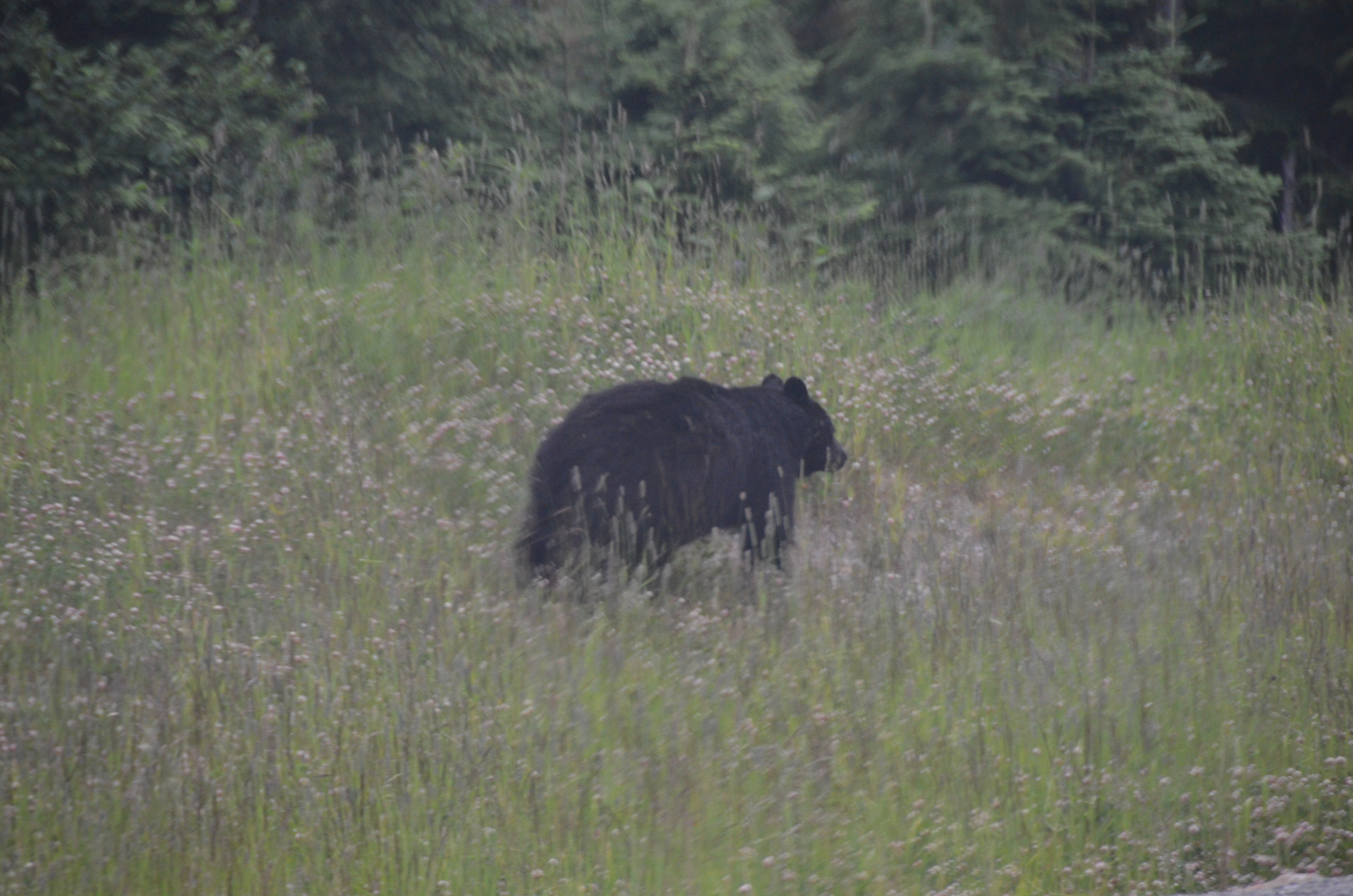photos/wildlife/Mammal_Species/American_Black_Bear/DSC_0498.JPG