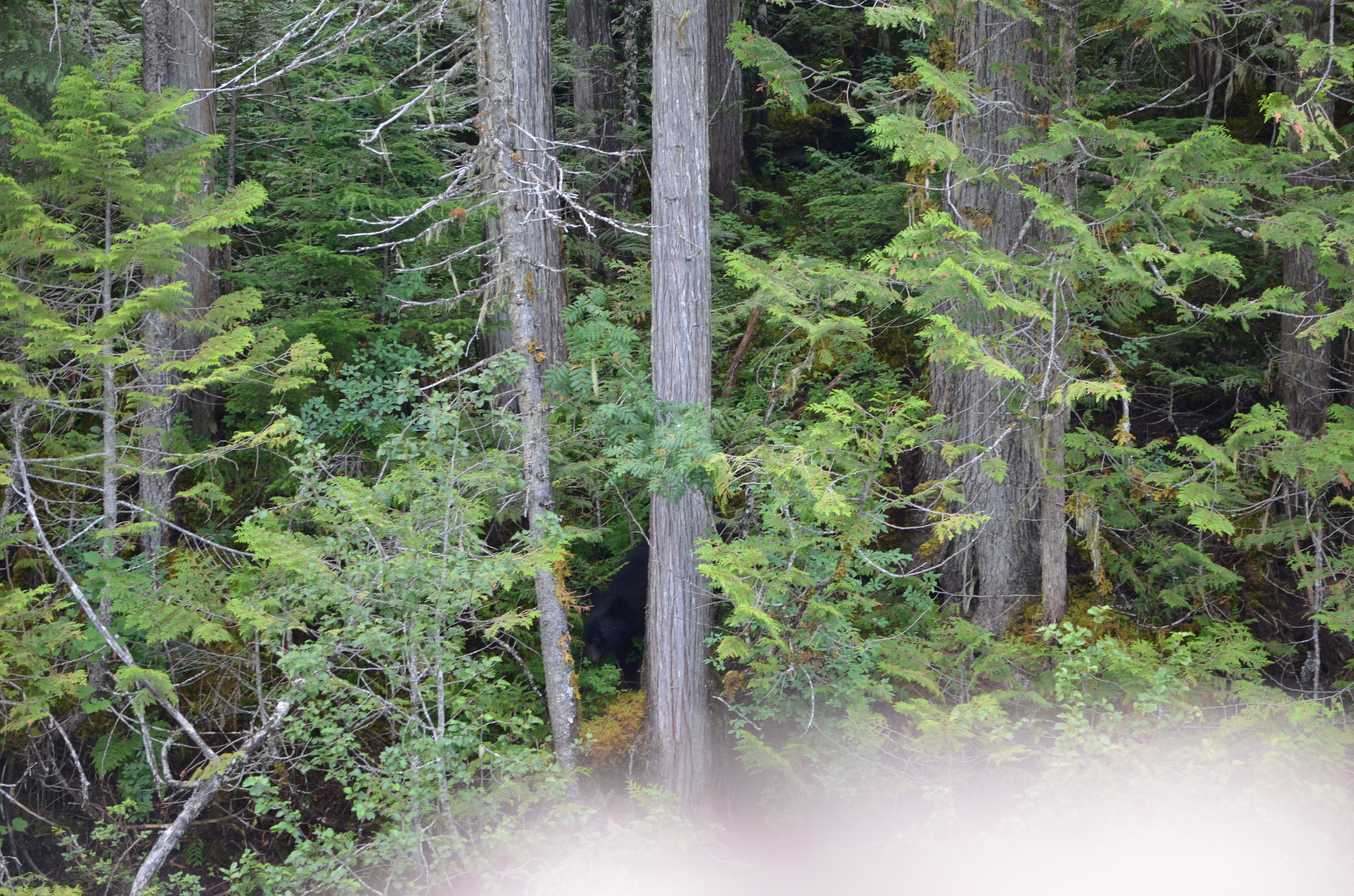 photos/wildlife/Mammal_Species/American_Black_Bear/DSC_0587.JPG