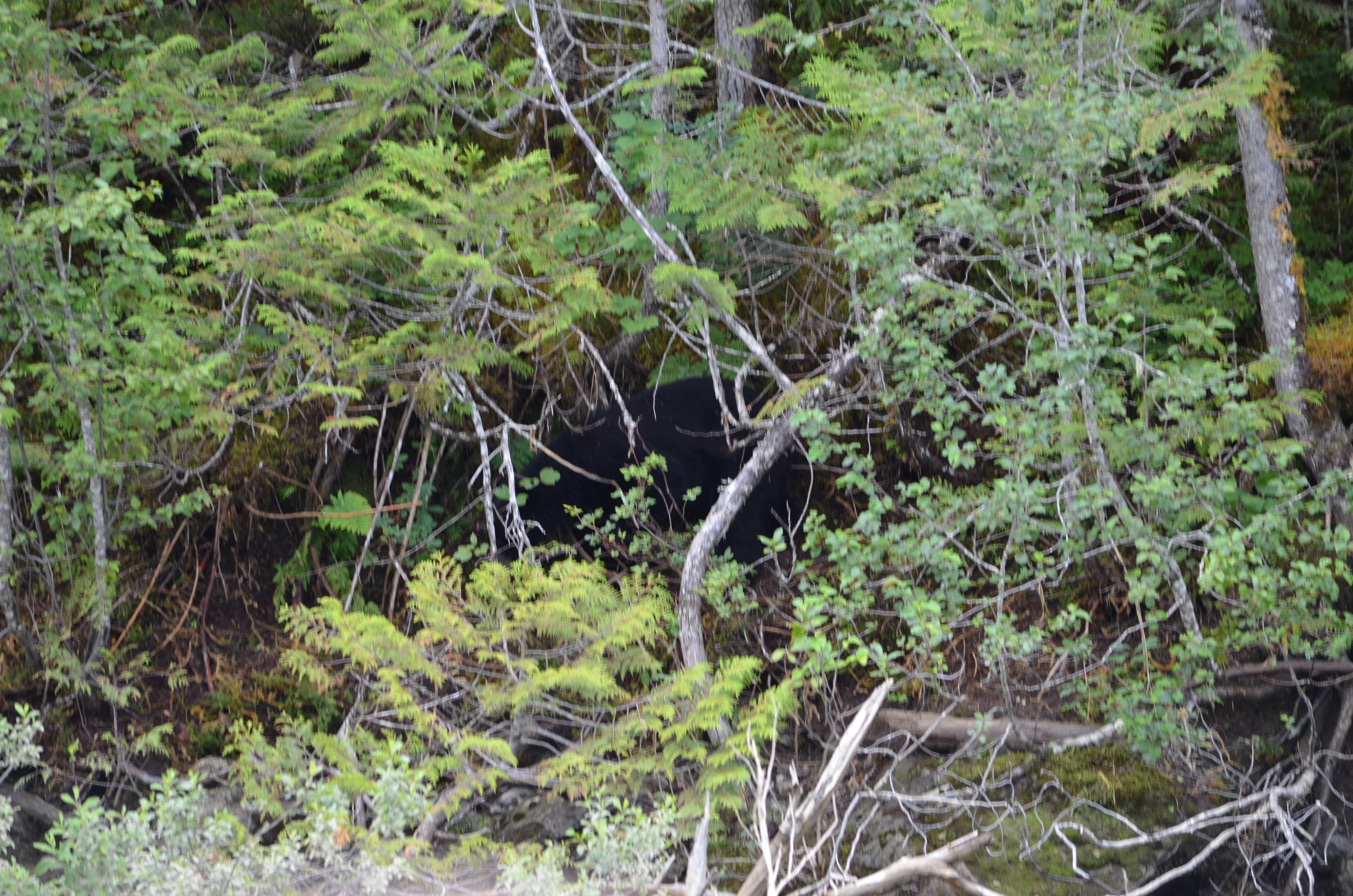 photos/wildlife/Mammal_Species/American_Black_Bear/DSC_0588.JPG