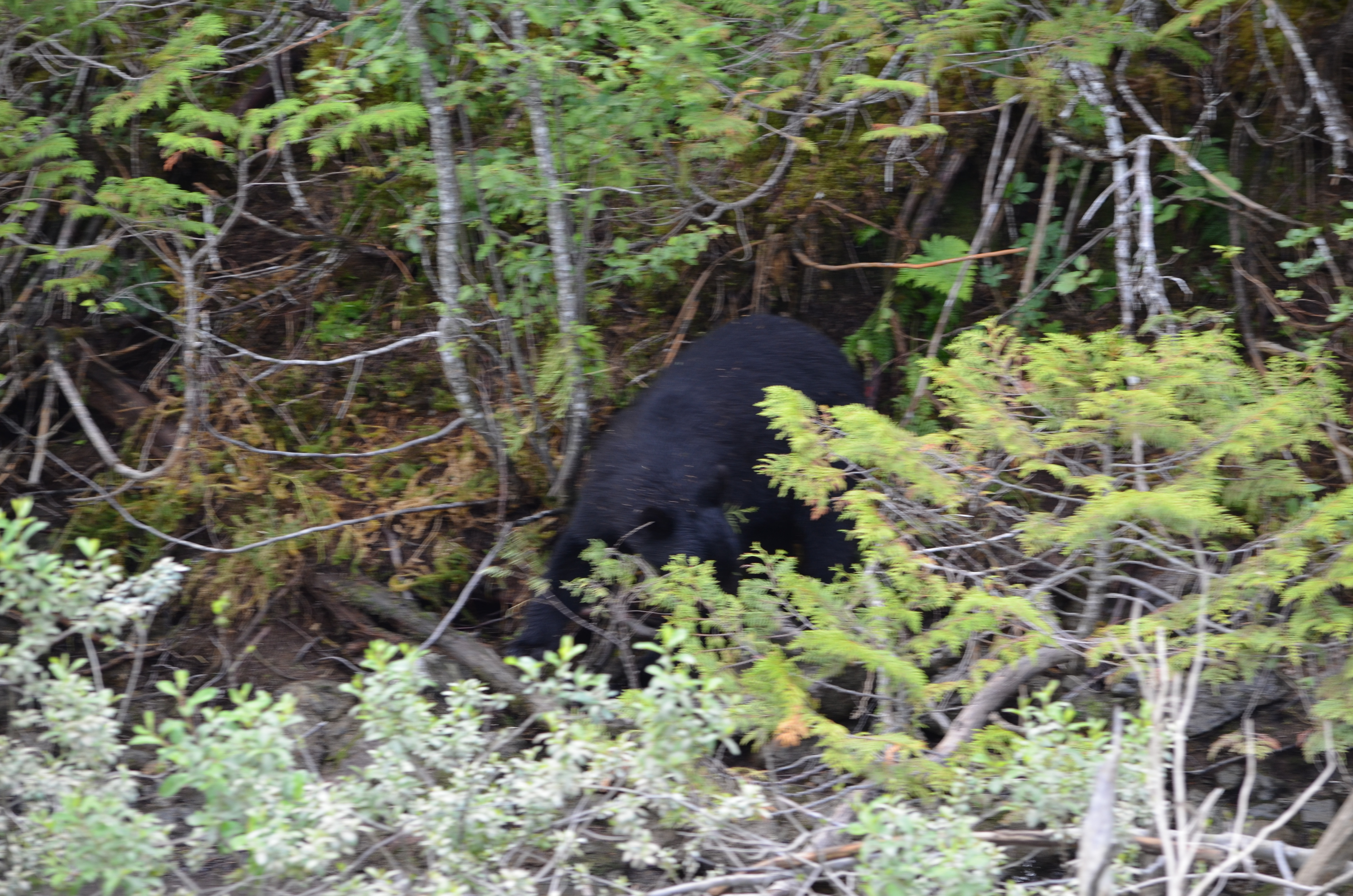 photos/wildlife/Mammal_Species/American_Black_Bear/DSC_0589.JPG