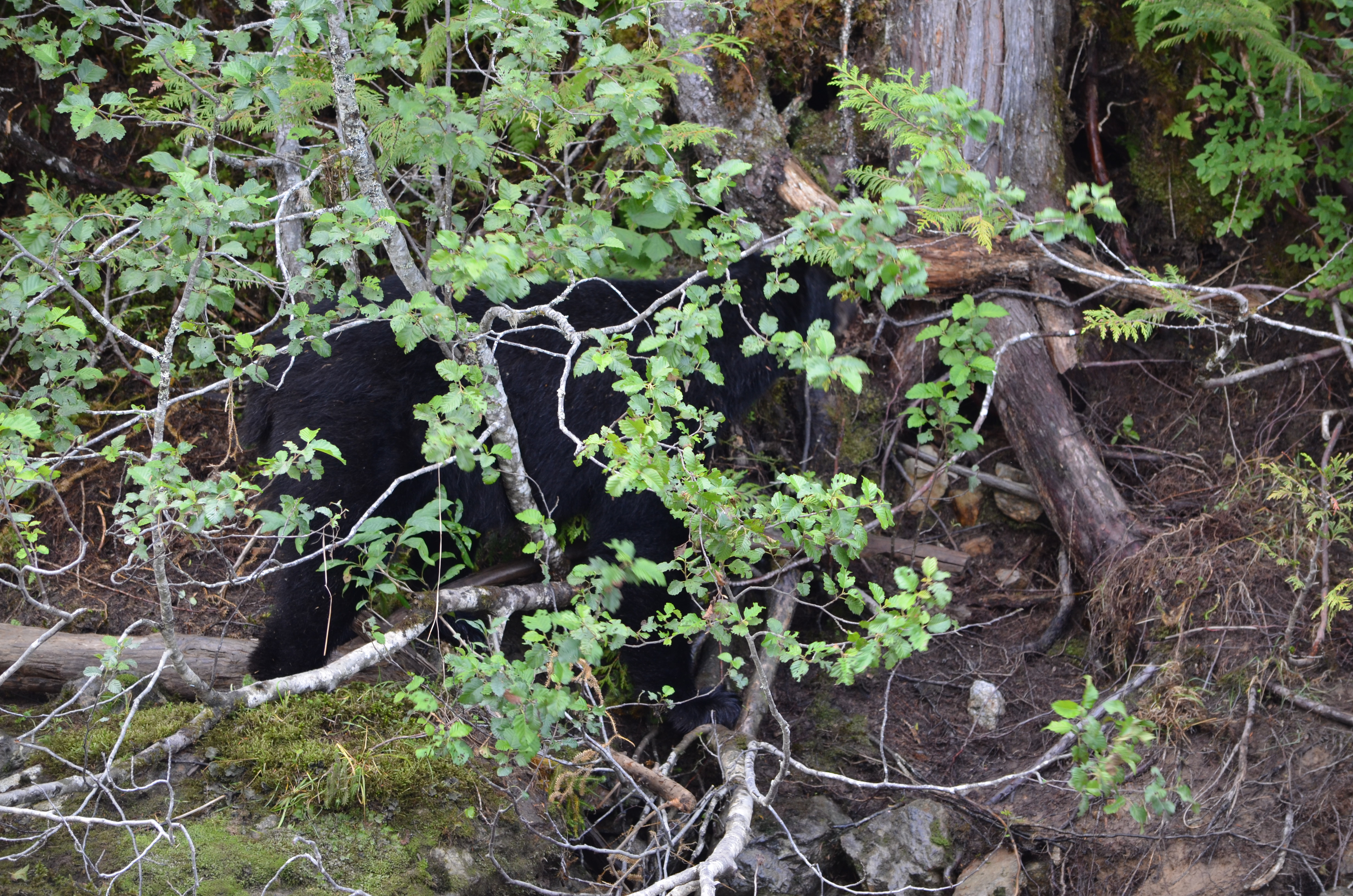 photos/wildlife/Mammal_Species/American_Black_Bear/DSC_0590.JPG