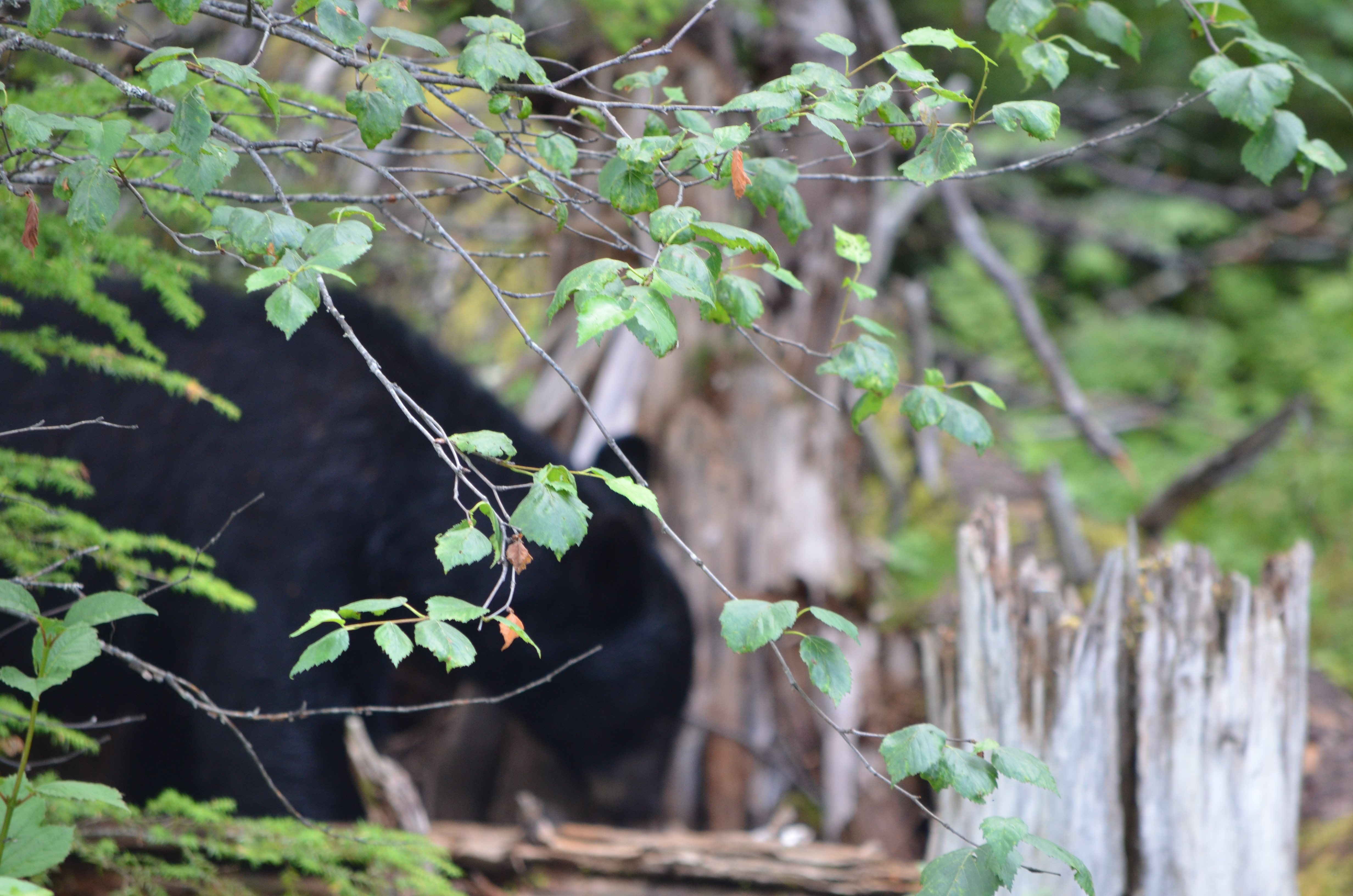 photos/wildlife/Mammal_Species/American_Black_Bear/DSC_0591.JPG