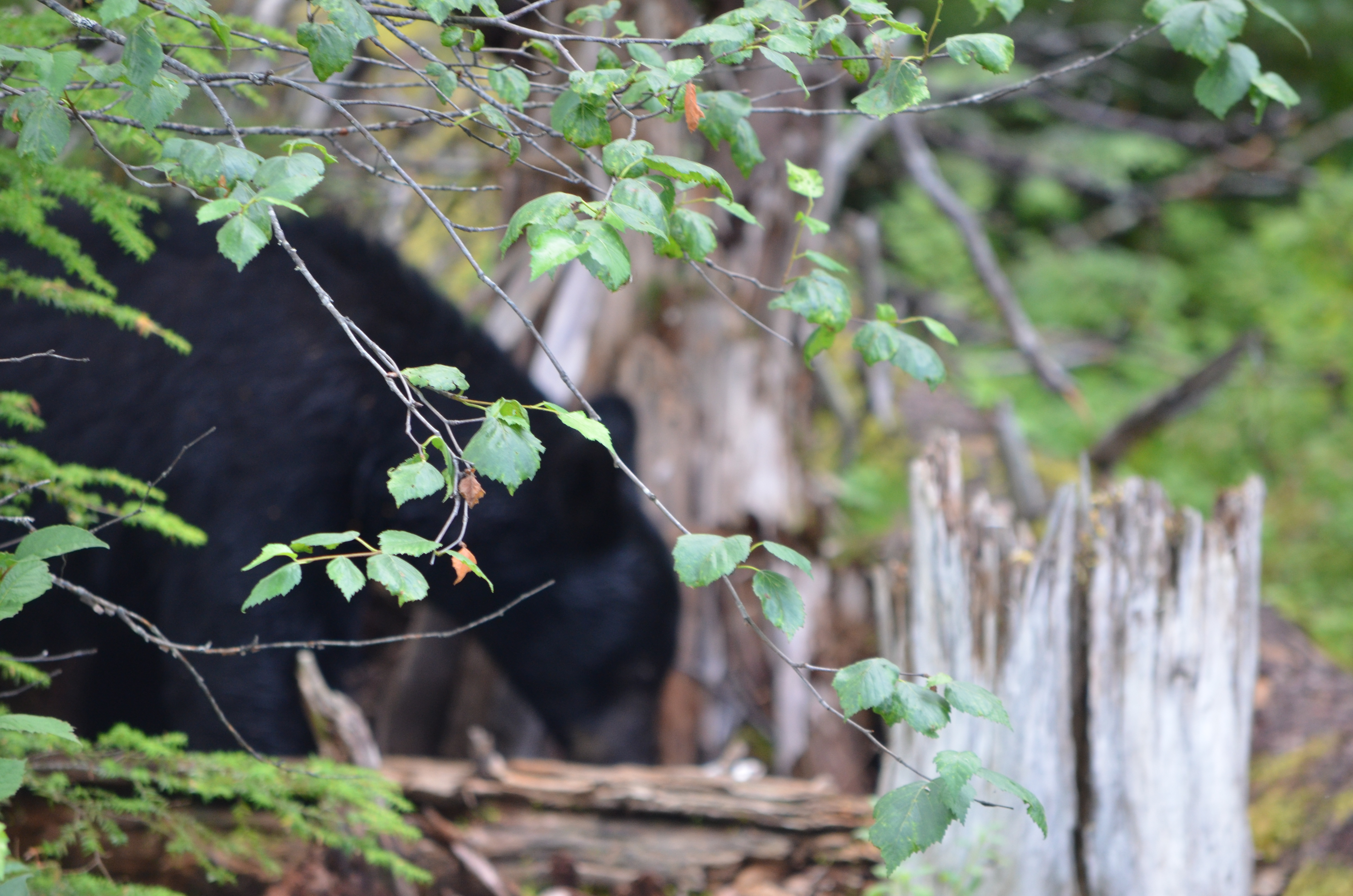 photos/wildlife/Mammal_Species/American_Black_Bear/DSC_0592.JPG