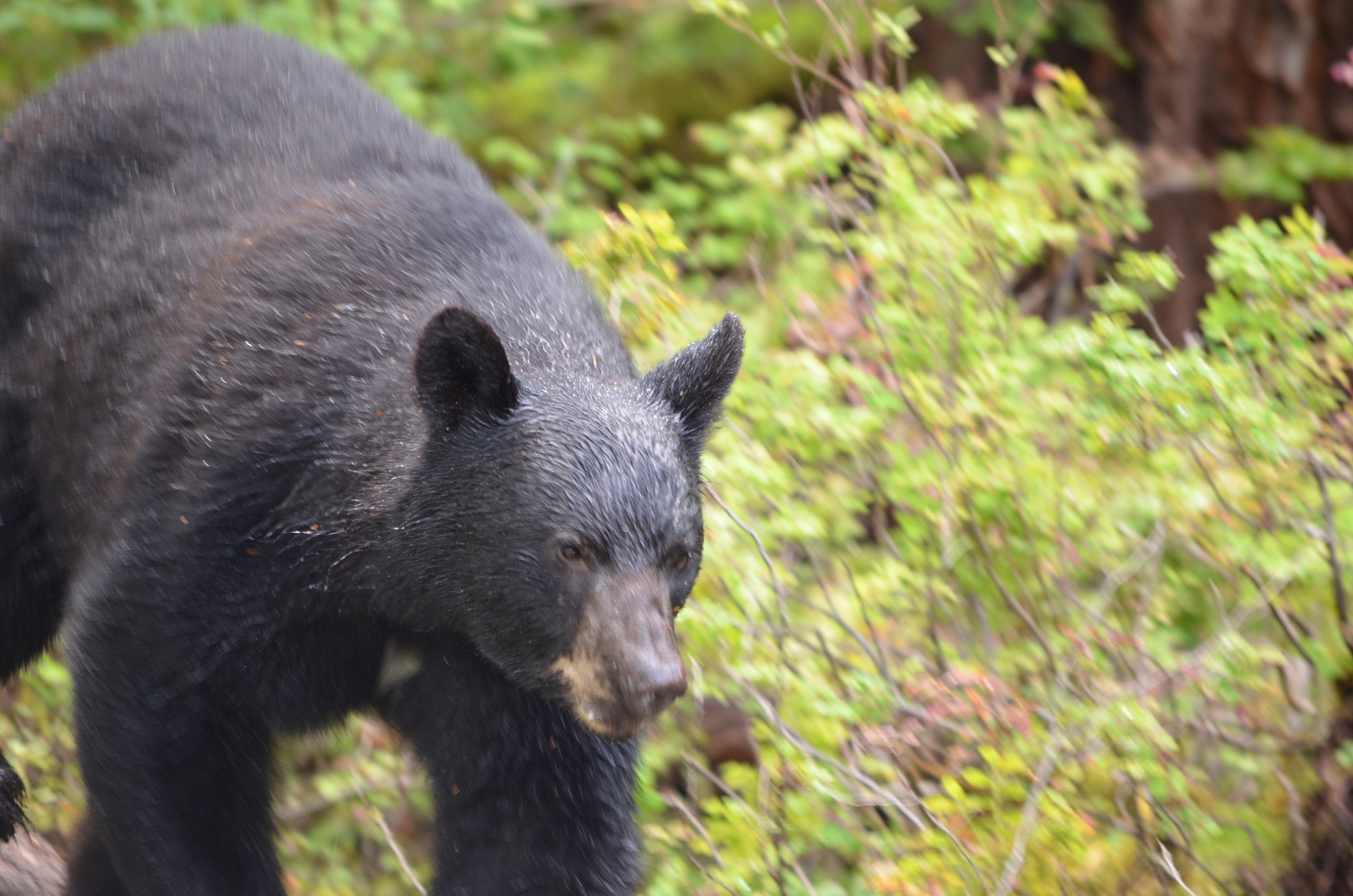 photos/wildlife/Mammal_Species/American_Black_Bear/DSC_0593.JPG
