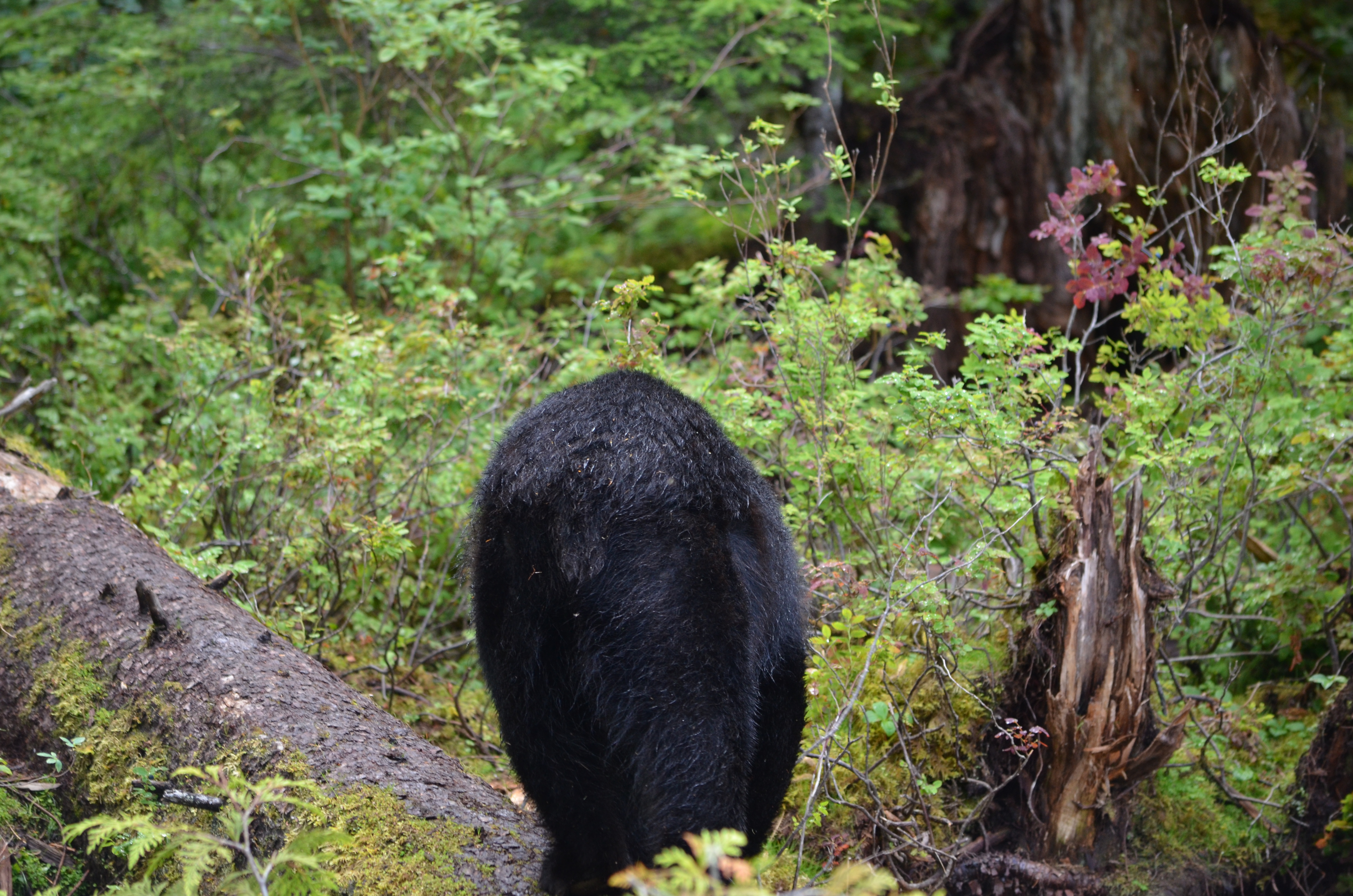 photos/wildlife/Mammal_Species/American_Black_Bear/DSC_0594.JPG