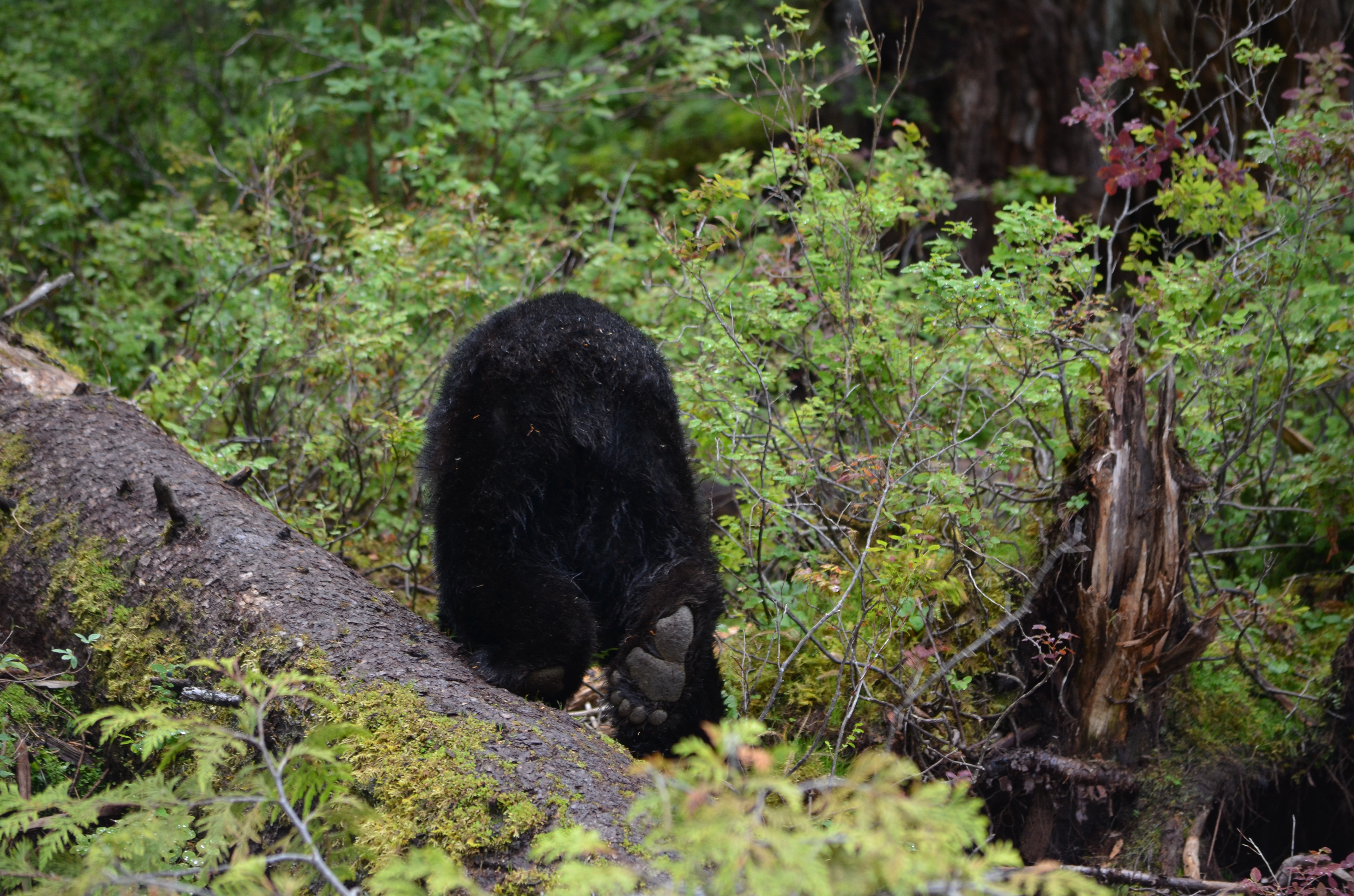 photos/wildlife/Mammal_Species/American_Black_Bear/DSC_0595.JPG