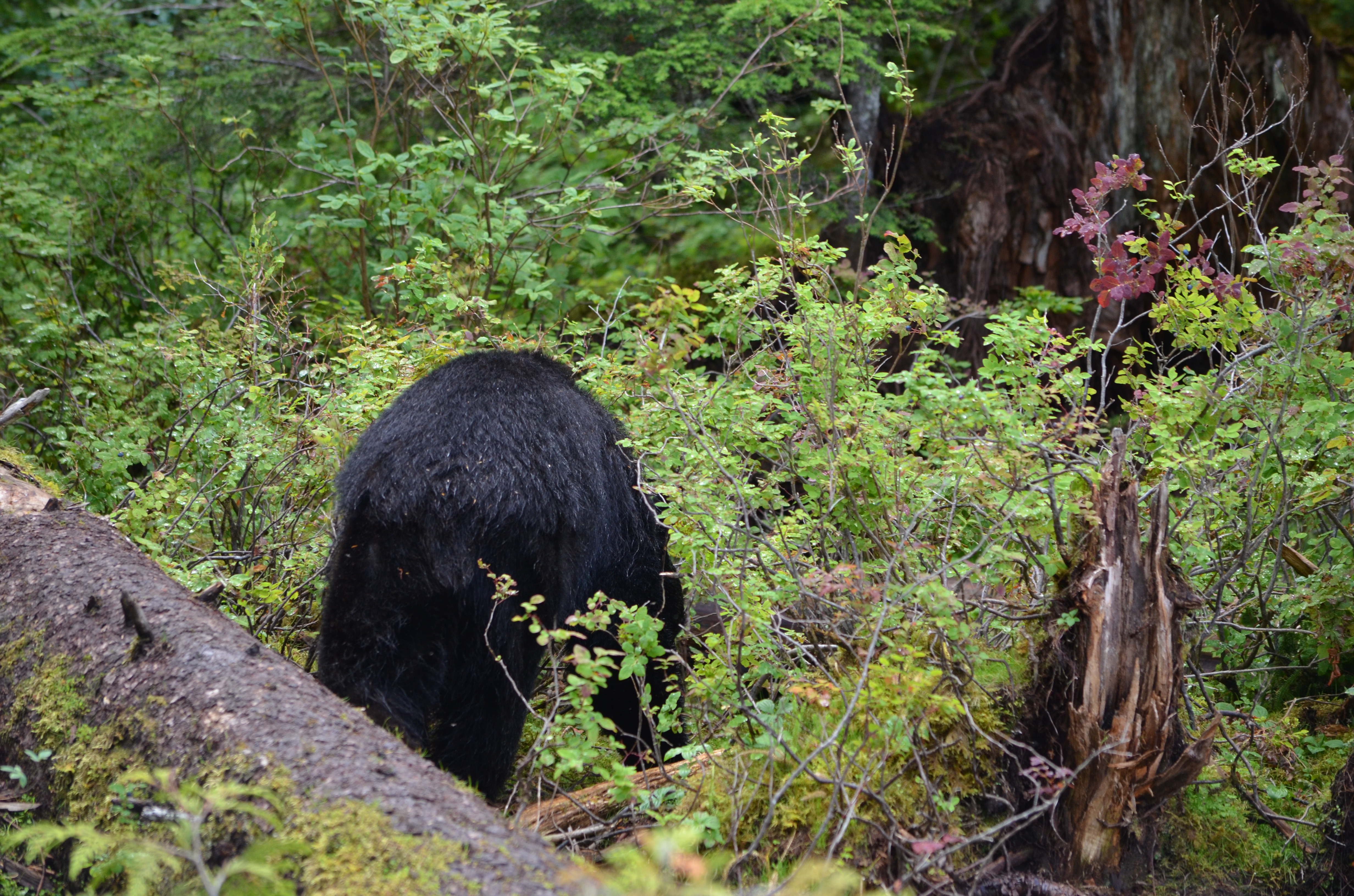 photos/wildlife/Mammal_Species/American_Black_Bear/DSC_0596.JPG