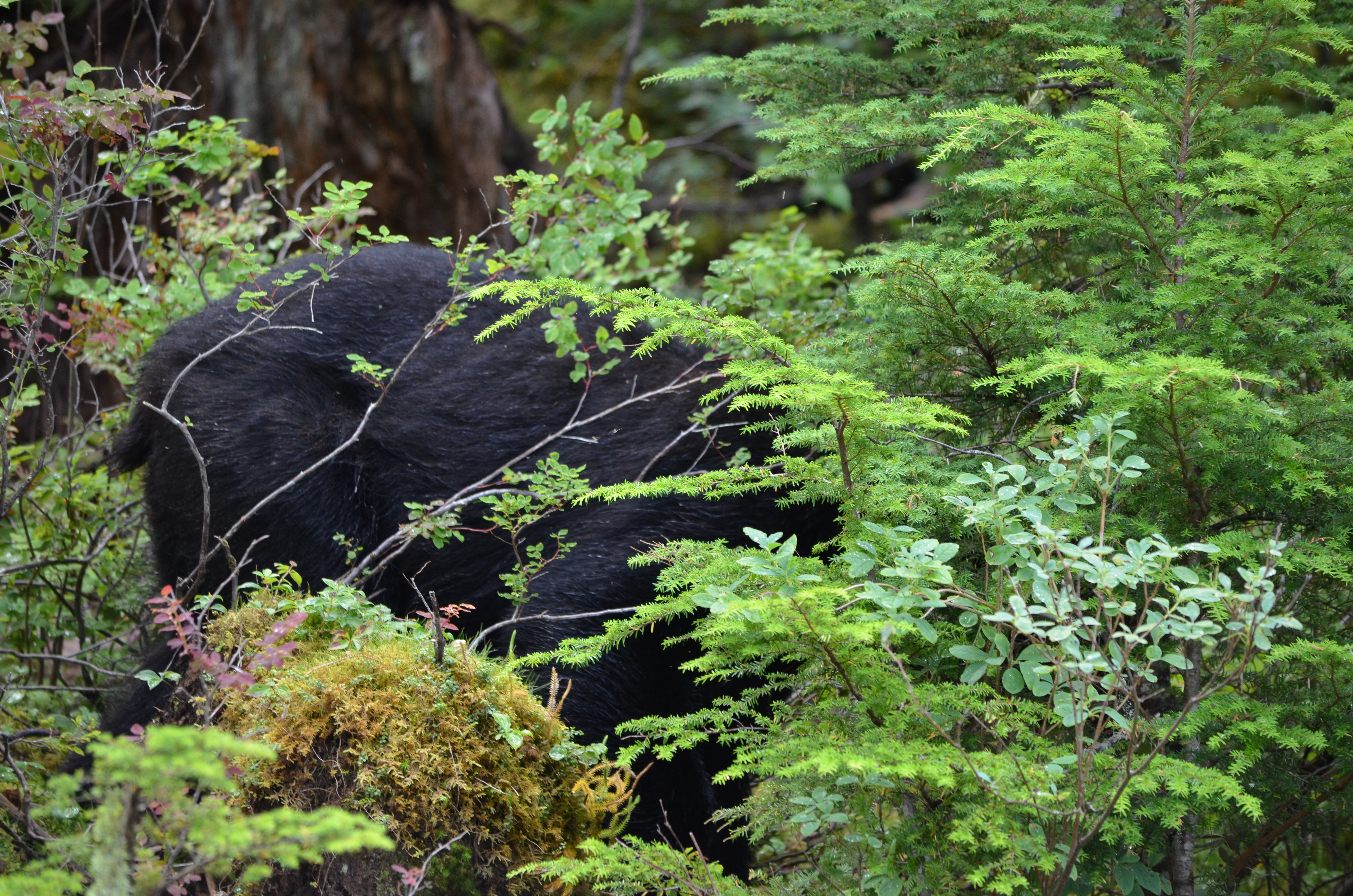photos/wildlife/Mammal_Species/American_Black_Bear/DSC_0597.JPG