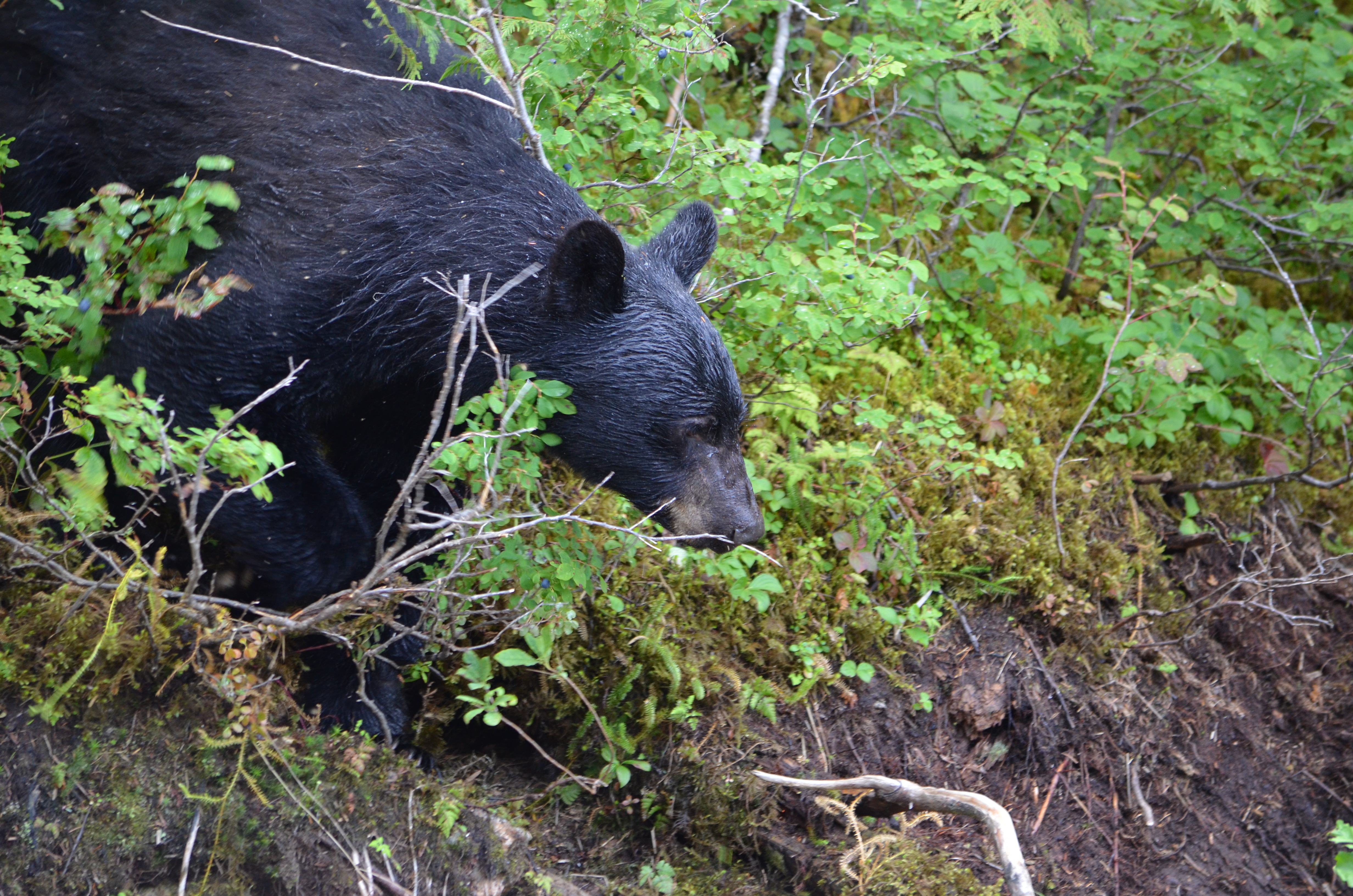 photos/wildlife/Mammal_Species/American_Black_Bear/DSC_0598.JPG
