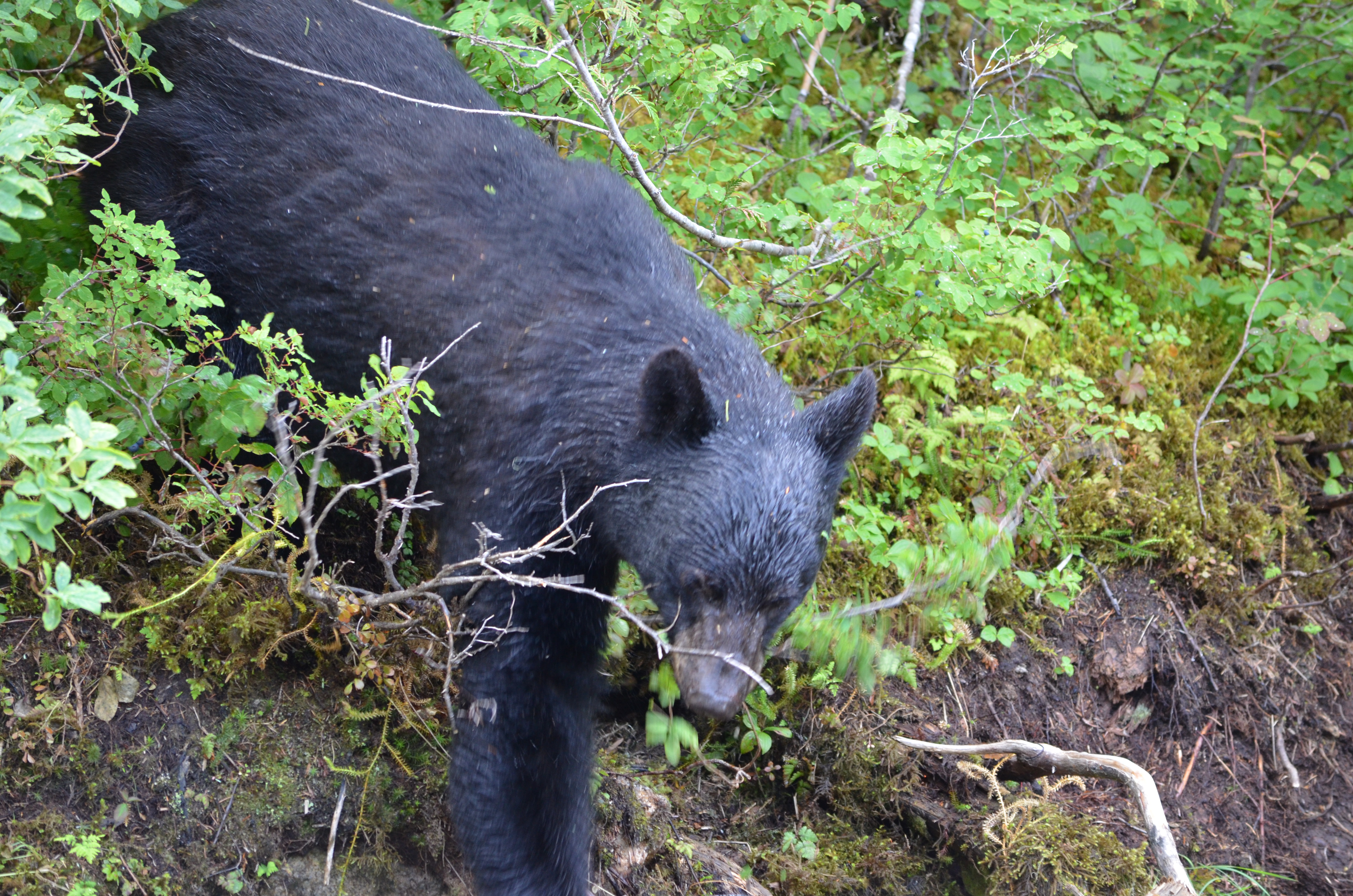 photos/wildlife/Mammal_Species/American_Black_Bear/DSC_0599.JPG