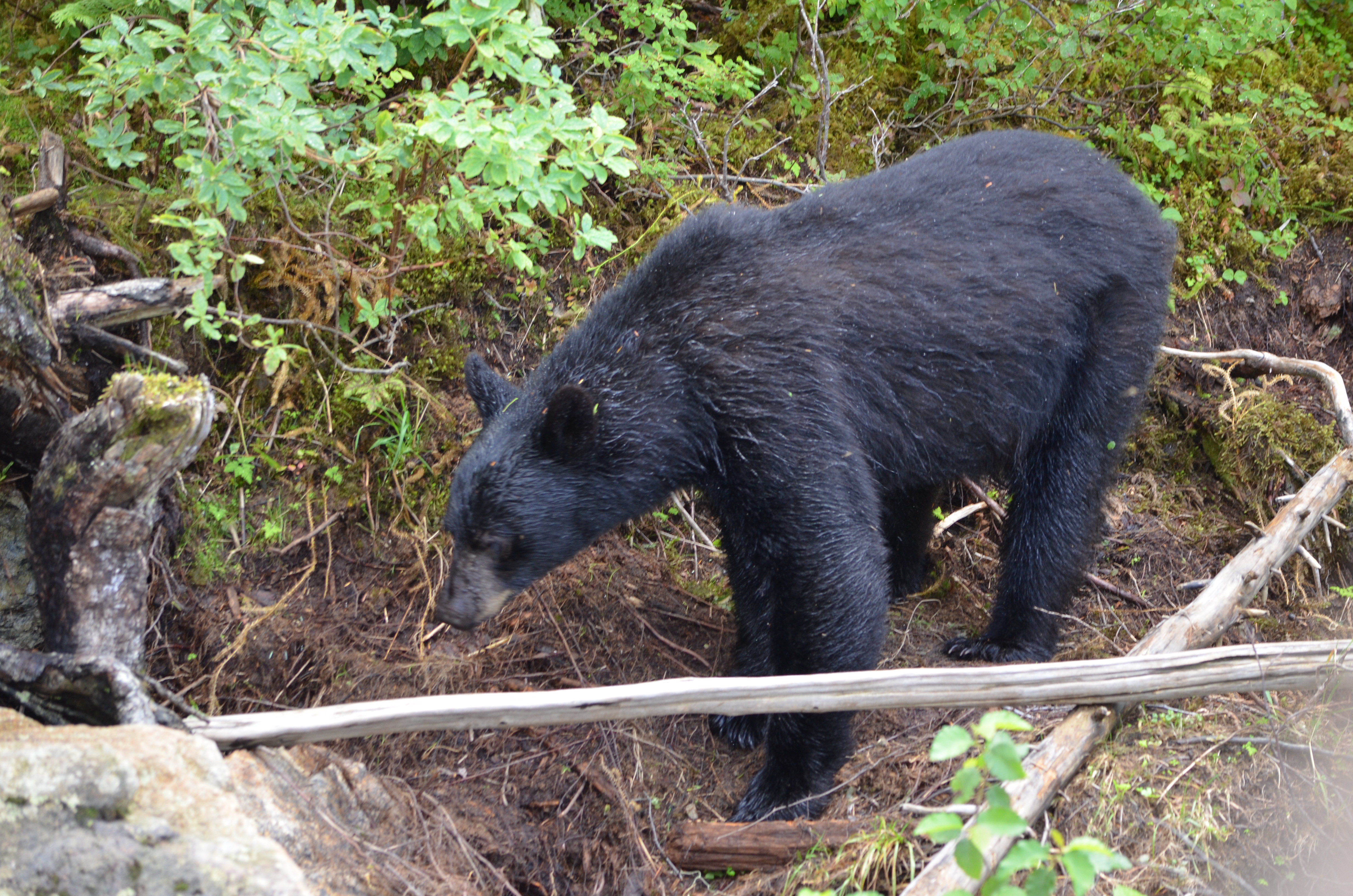 photos/wildlife/Mammal_Species/American_Black_Bear/DSC_0600.JPG