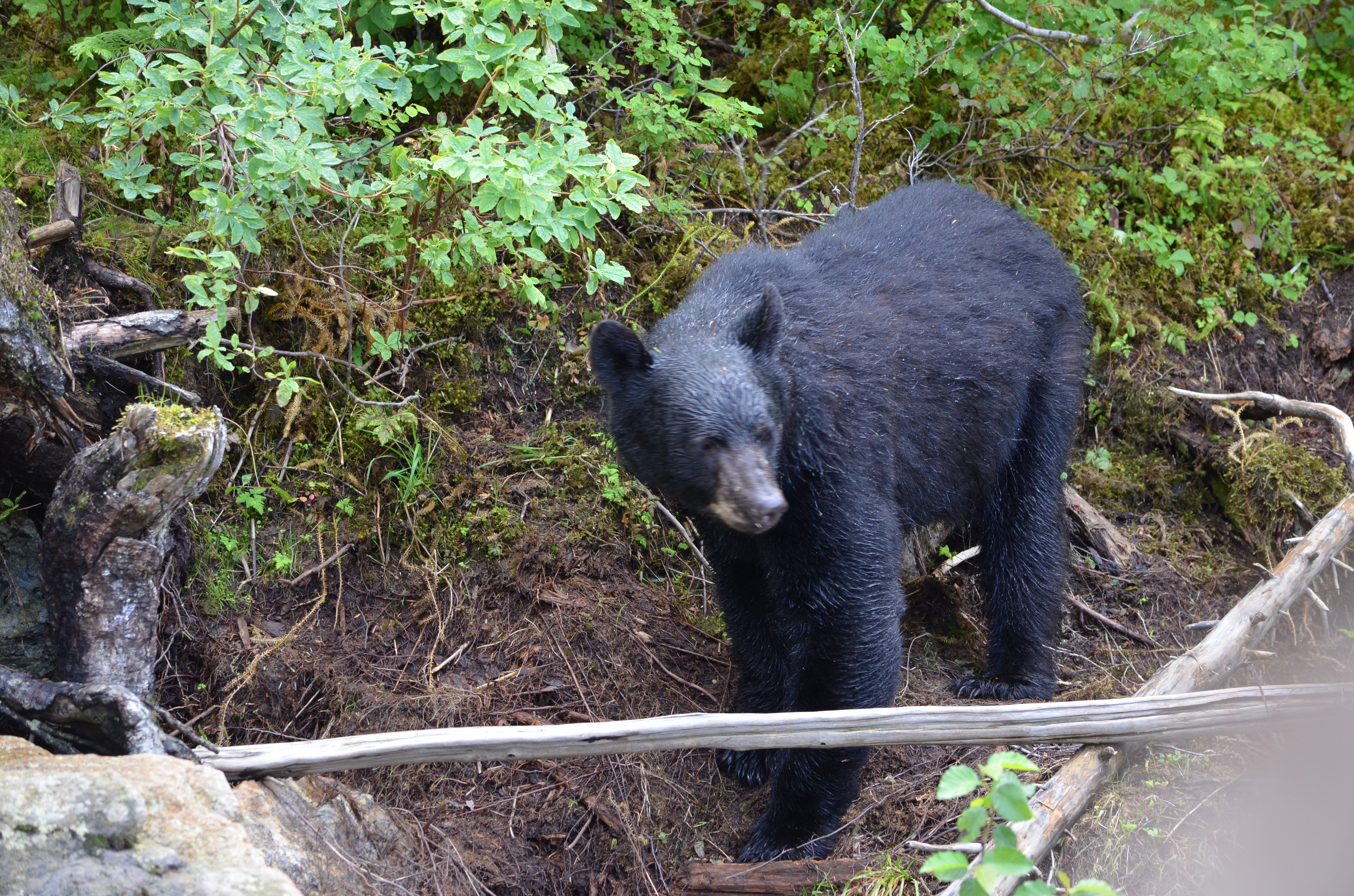 photos/wildlife/Mammal_Species/American_Black_Bear/DSC_0601.JPG