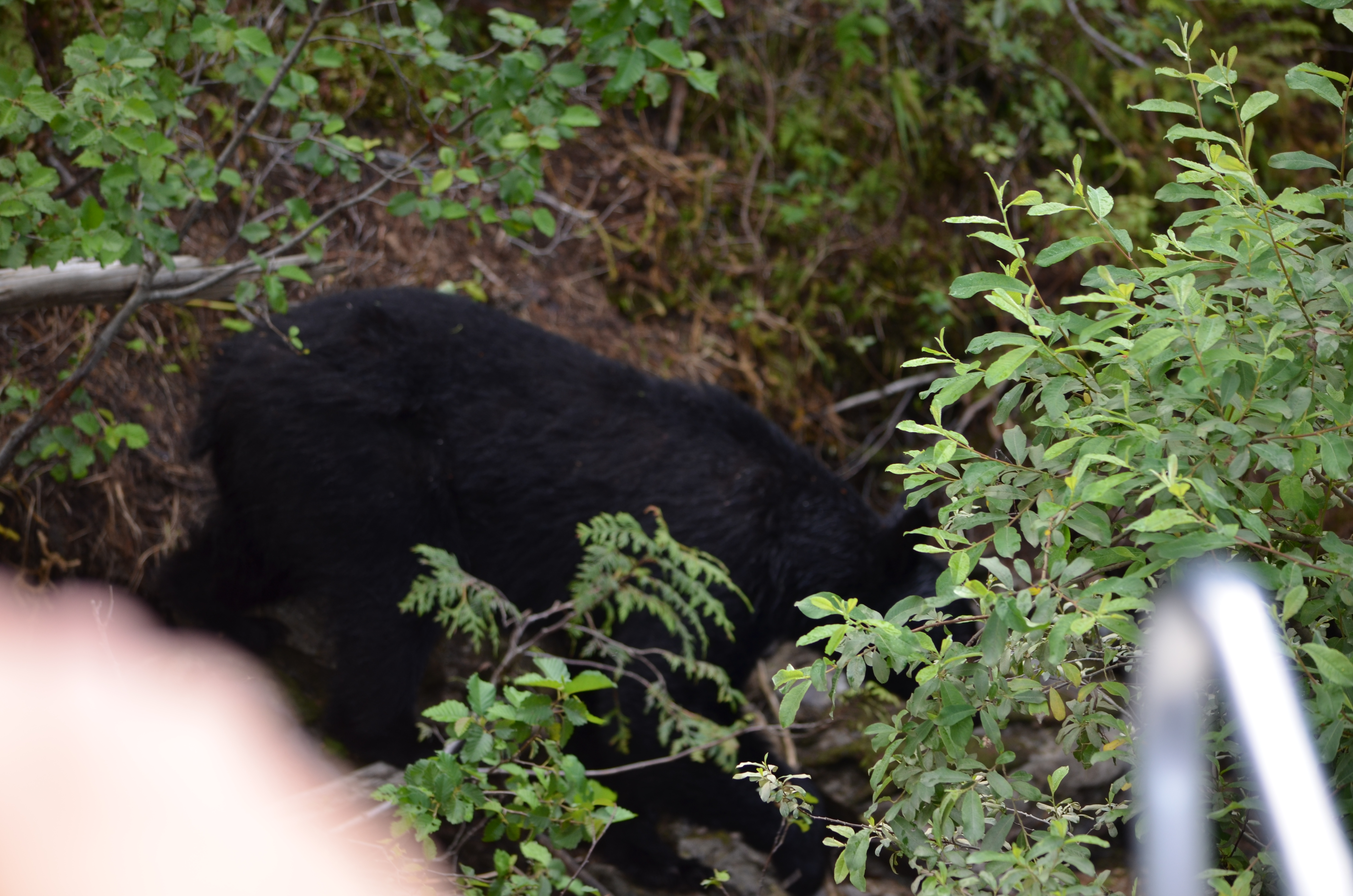 photos/wildlife/Mammal_Species/American_Black_Bear/DSC_0602.JPG