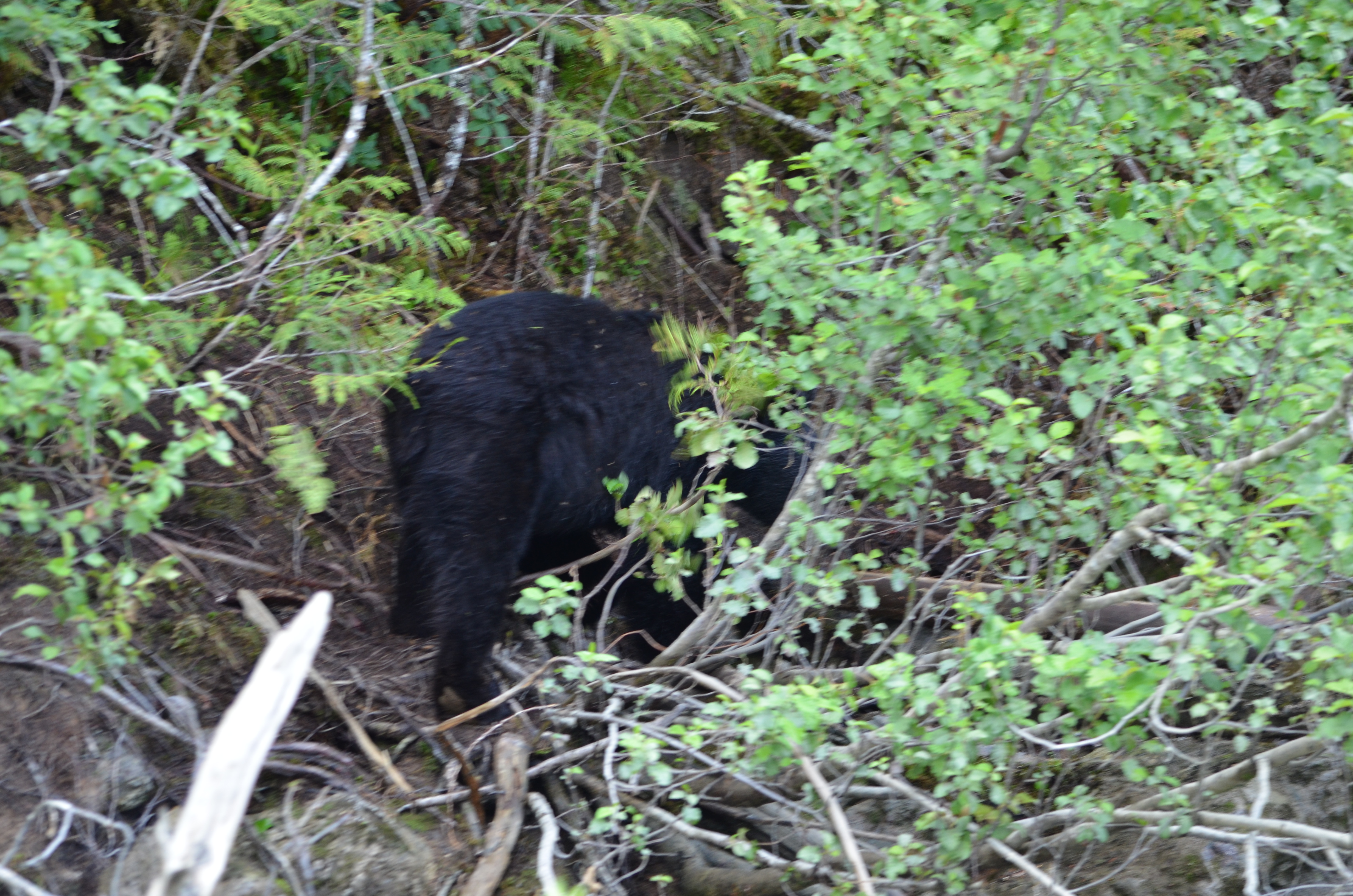 photos/wildlife/Mammal_Species/American_Black_Bear/DSC_0603.JPG