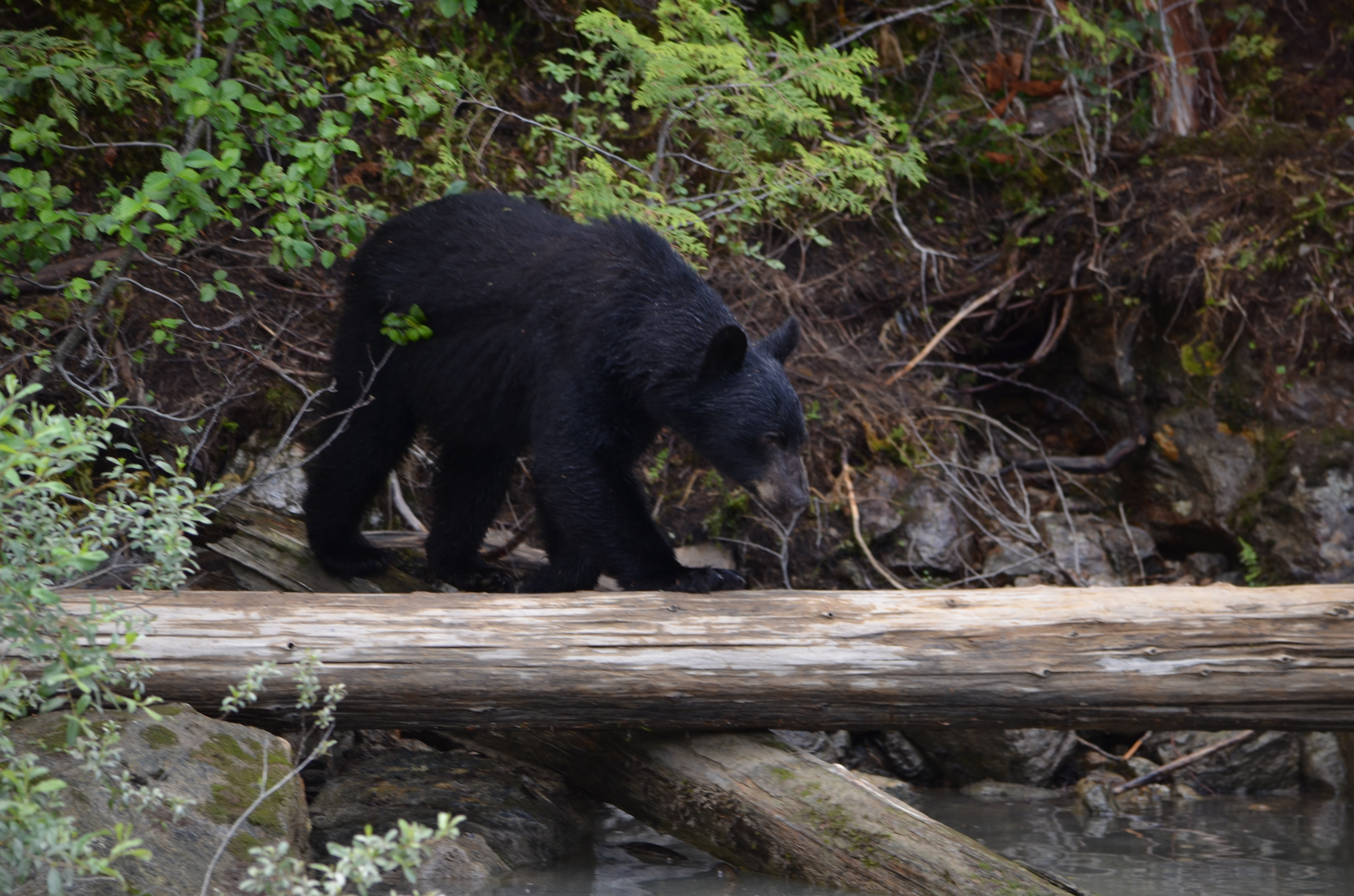 photos/wildlife/Mammal_Species/American_Black_Bear/DSC_0604.JPG