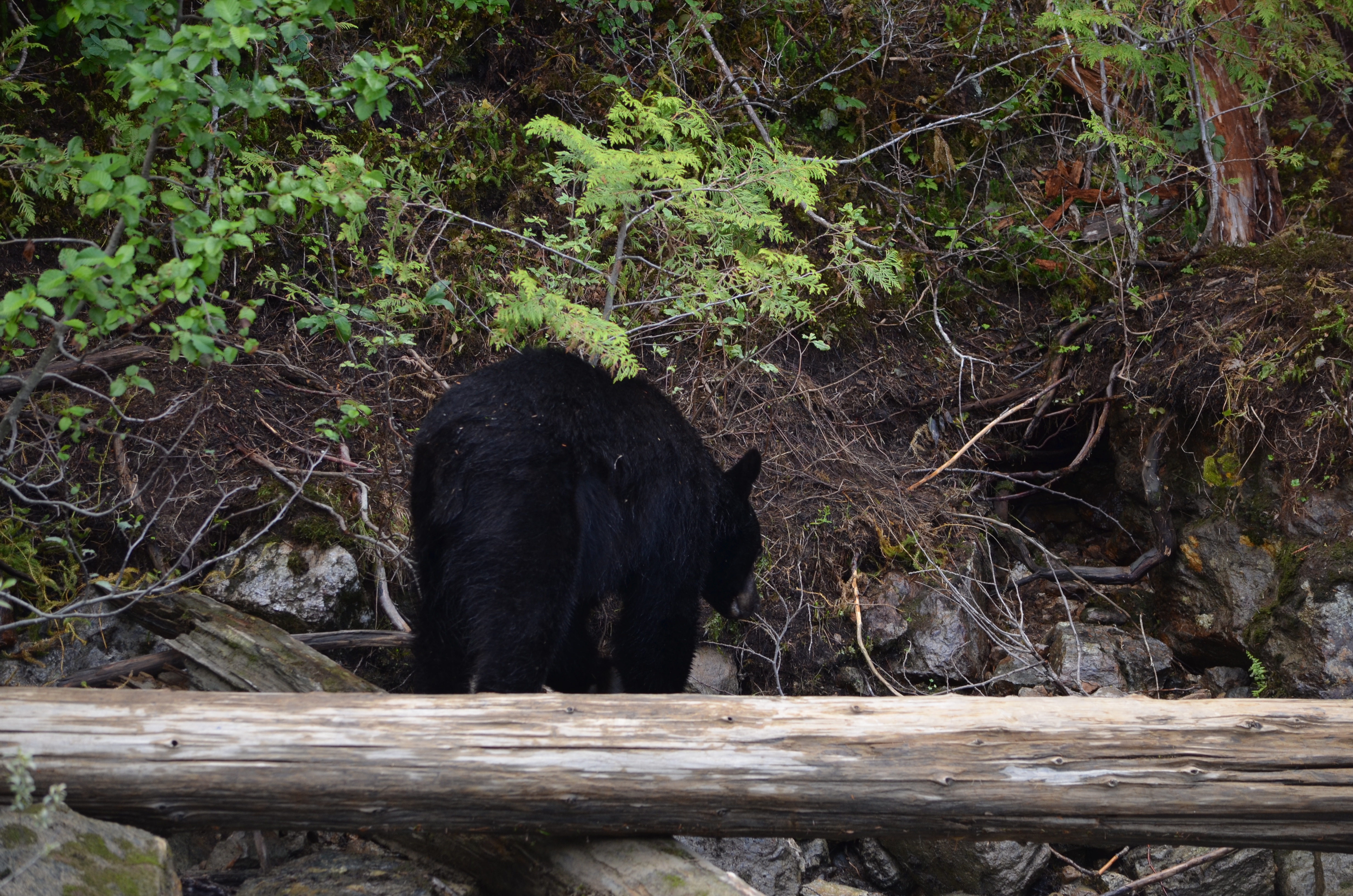 photos/wildlife/Mammal_Species/American_Black_Bear/DSC_0605.JPG