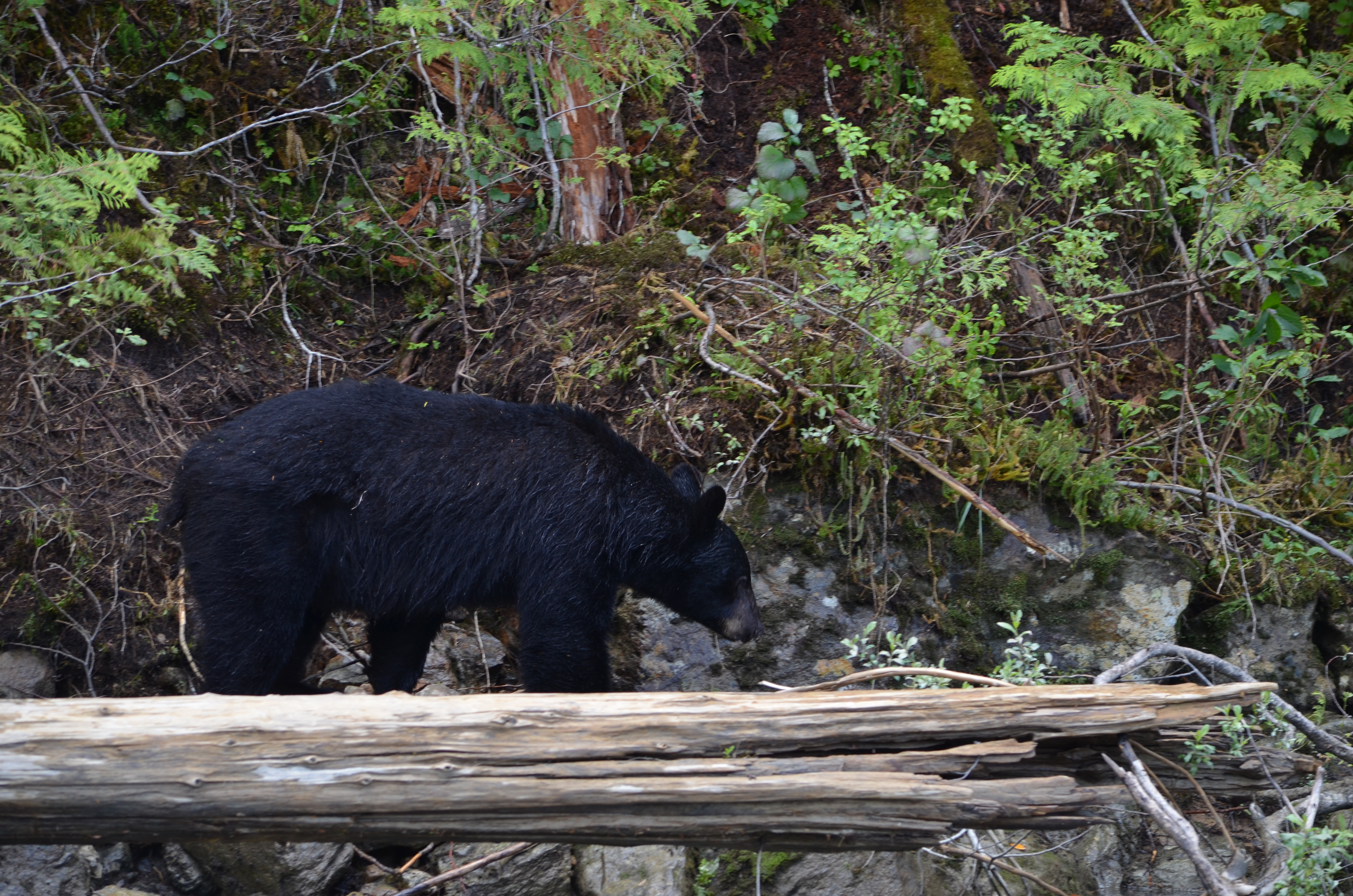 photos/wildlife/Mammal_Species/American_Black_Bear/DSC_0606.JPG