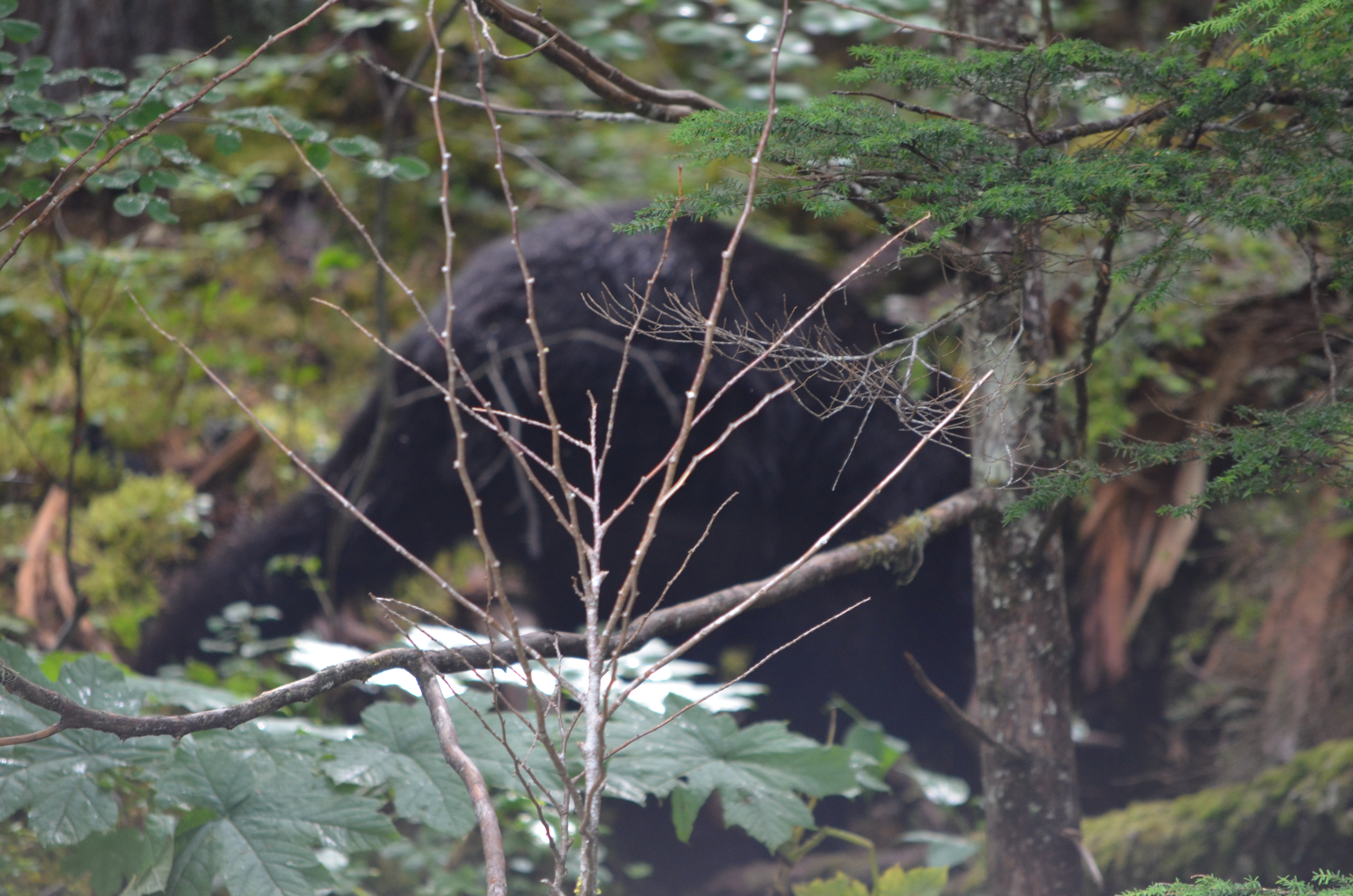 photos/wildlife/Mammal_Species/American_Black_Bear/DSC_0608.JPG