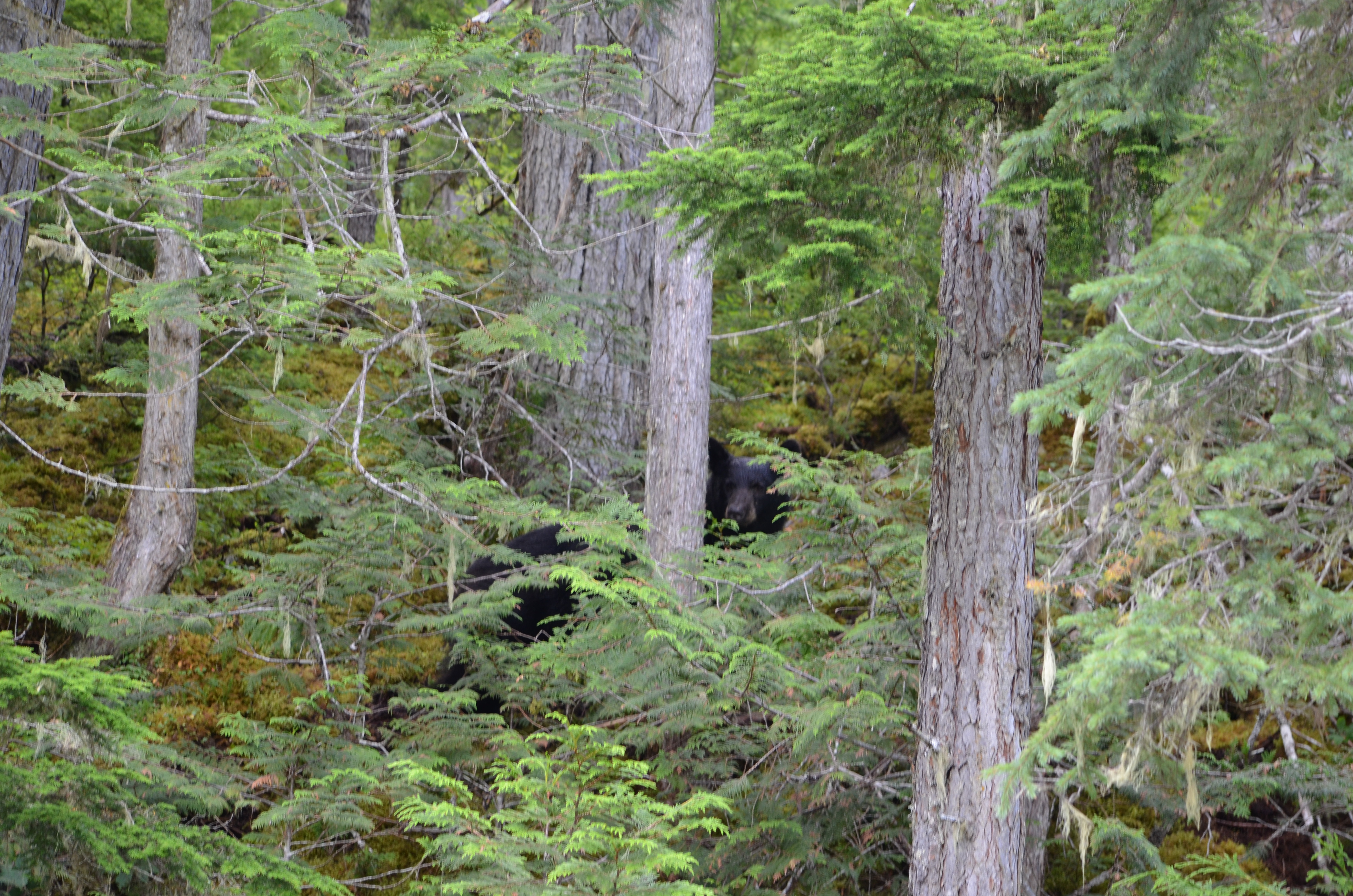 photos/wildlife/Mammal_Species/American_Black_Bear/DSC_0609.JPG