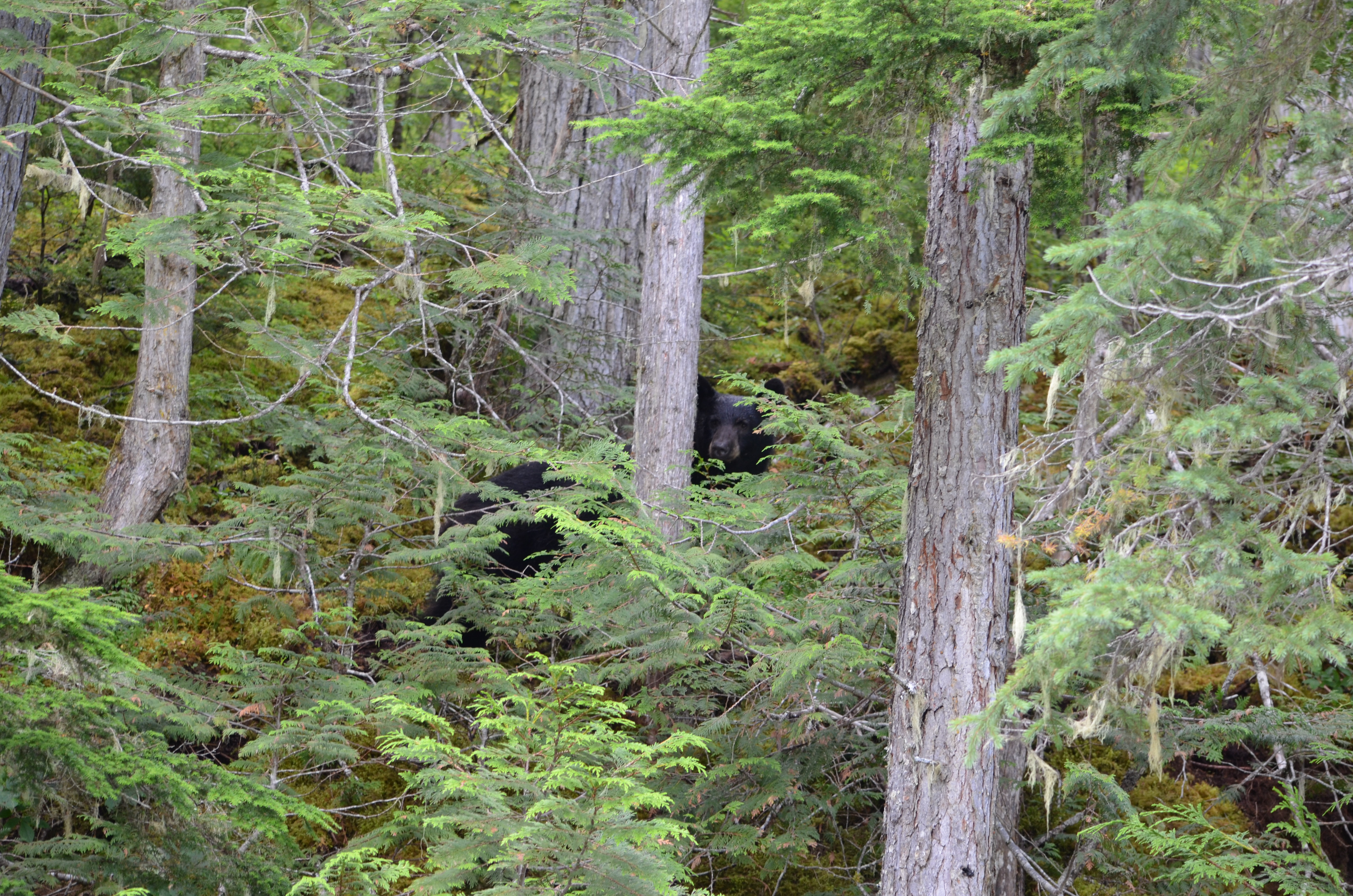 photos/wildlife/Mammal_Species/American_Black_Bear/DSC_0610.JPG