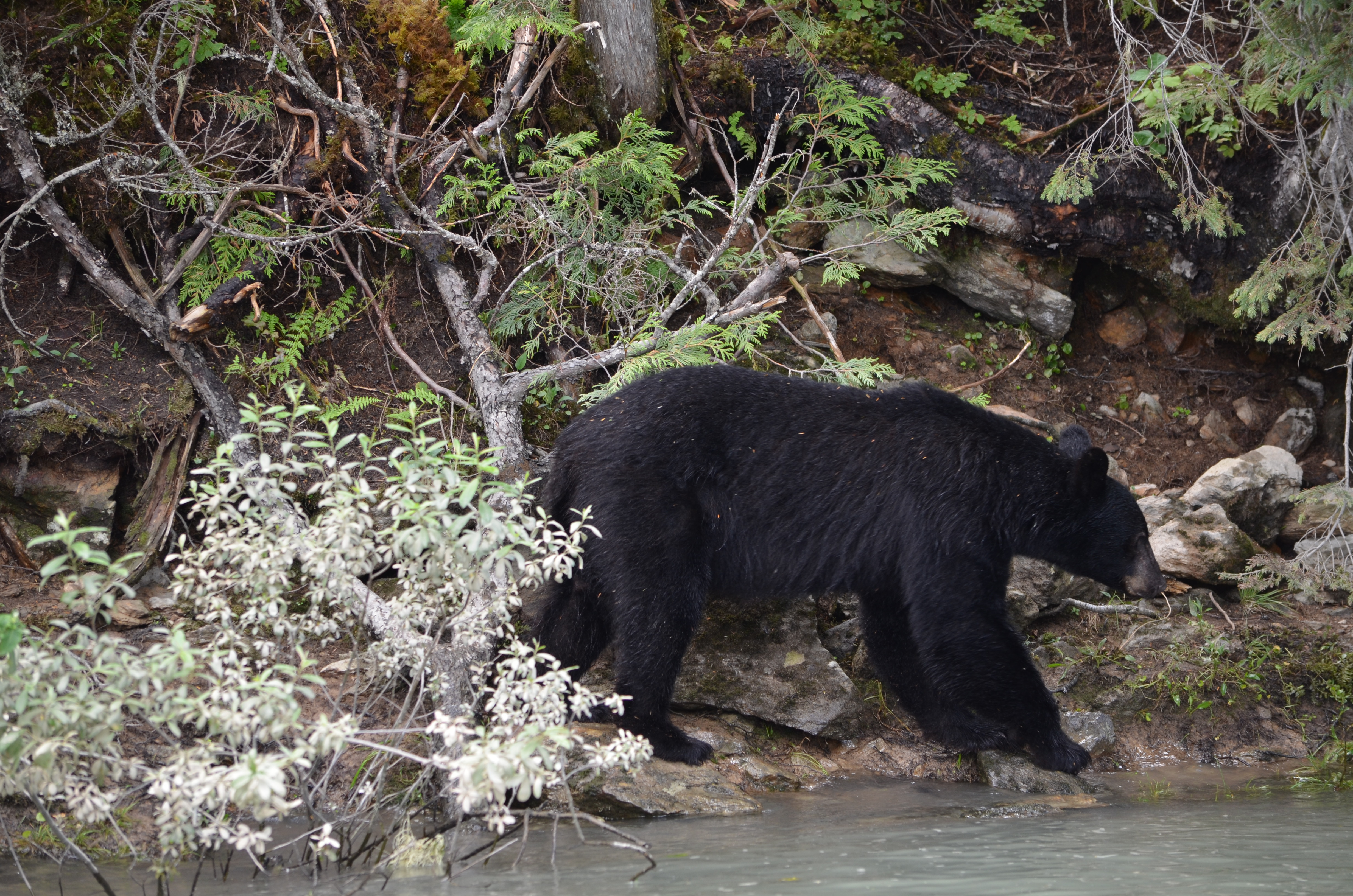 photos/wildlife/Mammal_Species/American_Black_Bear/DSC_0611.JPG