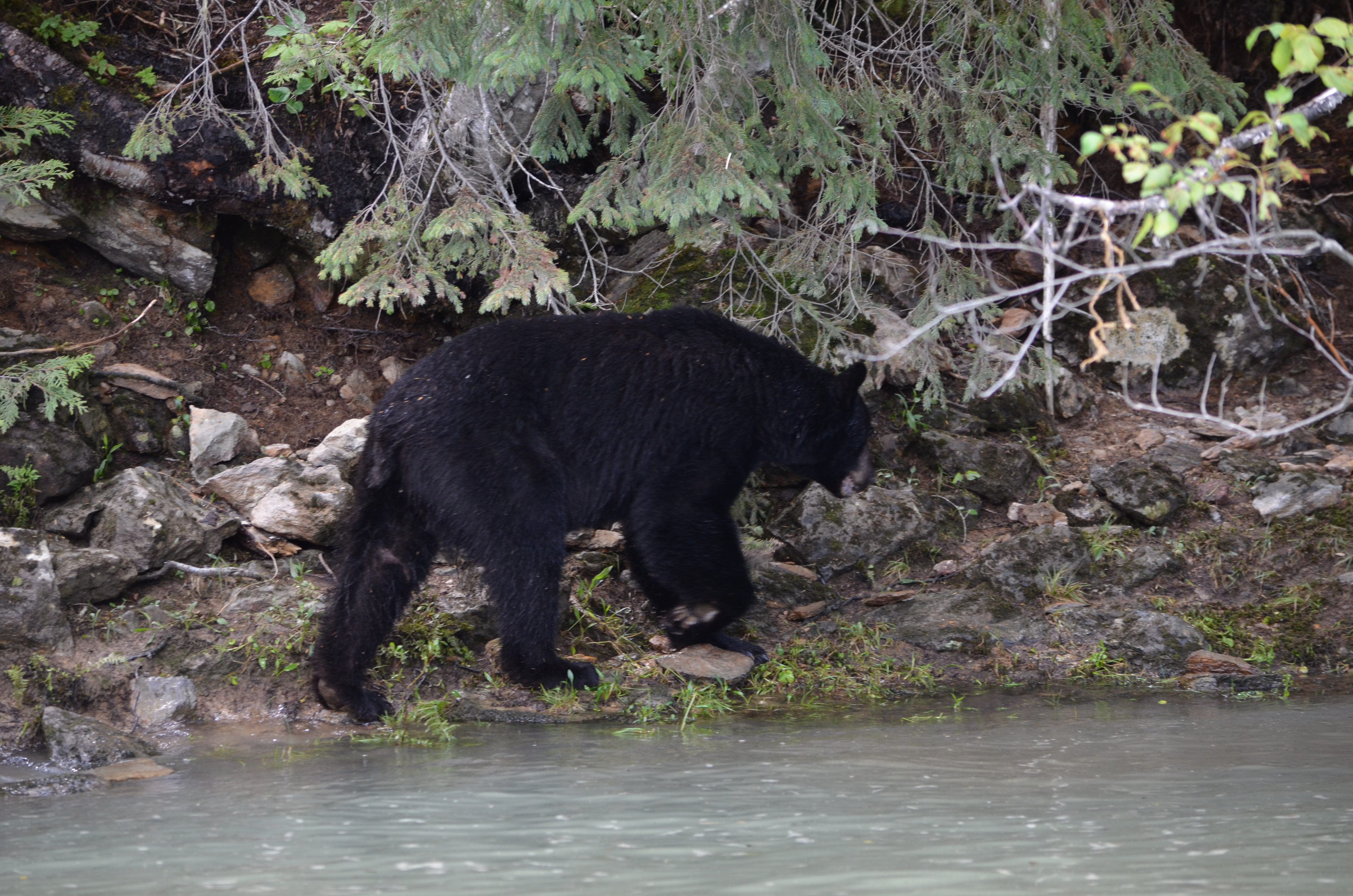 photos/wildlife/Mammal_Species/American_Black_Bear/DSC_0612.JPG