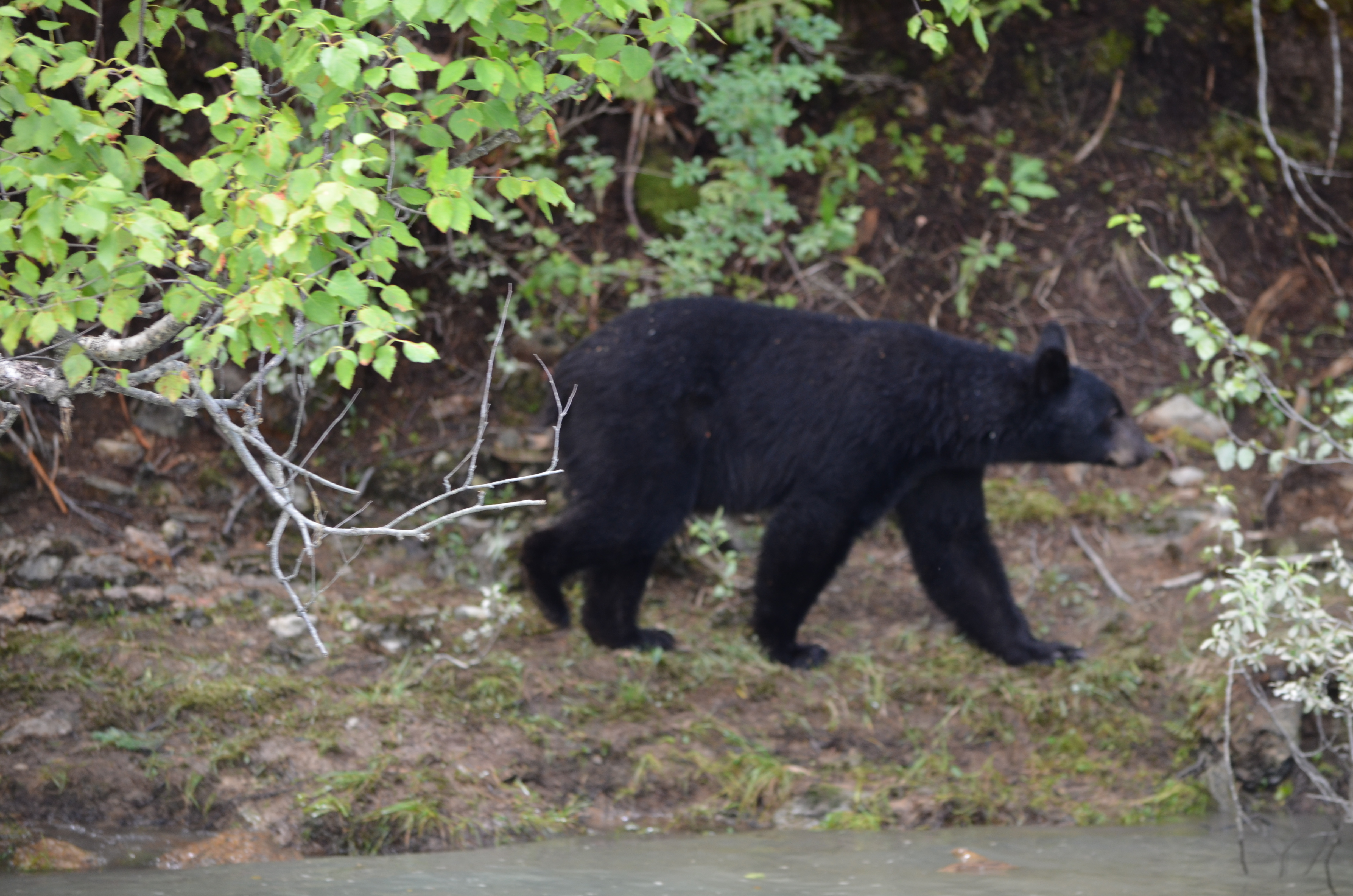 photos/wildlife/Mammal_Species/American_Black_Bear/DSC_0613.JPG