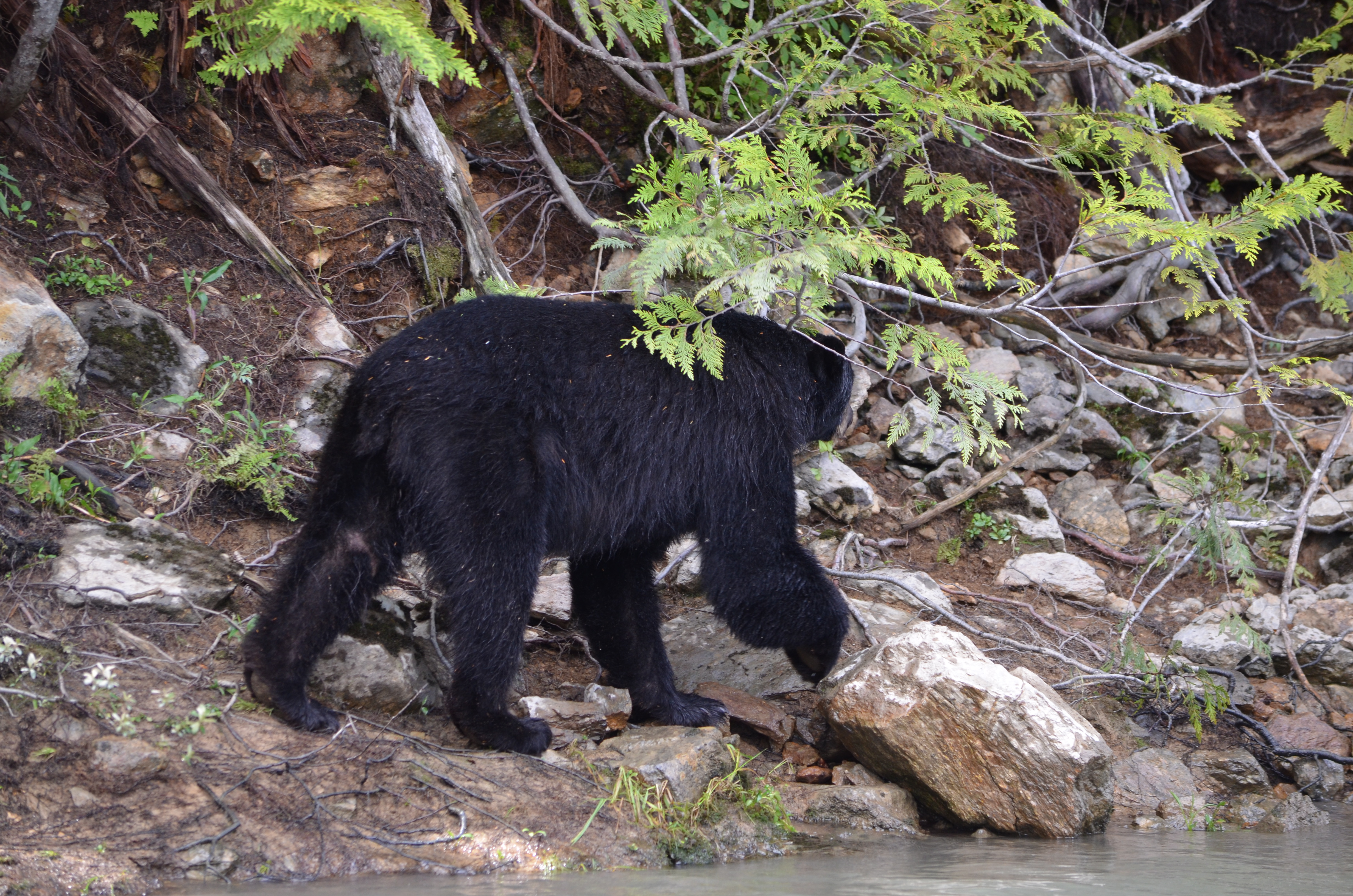 photos/wildlife/Mammal_Species/American_Black_Bear/DSC_0614.JPG