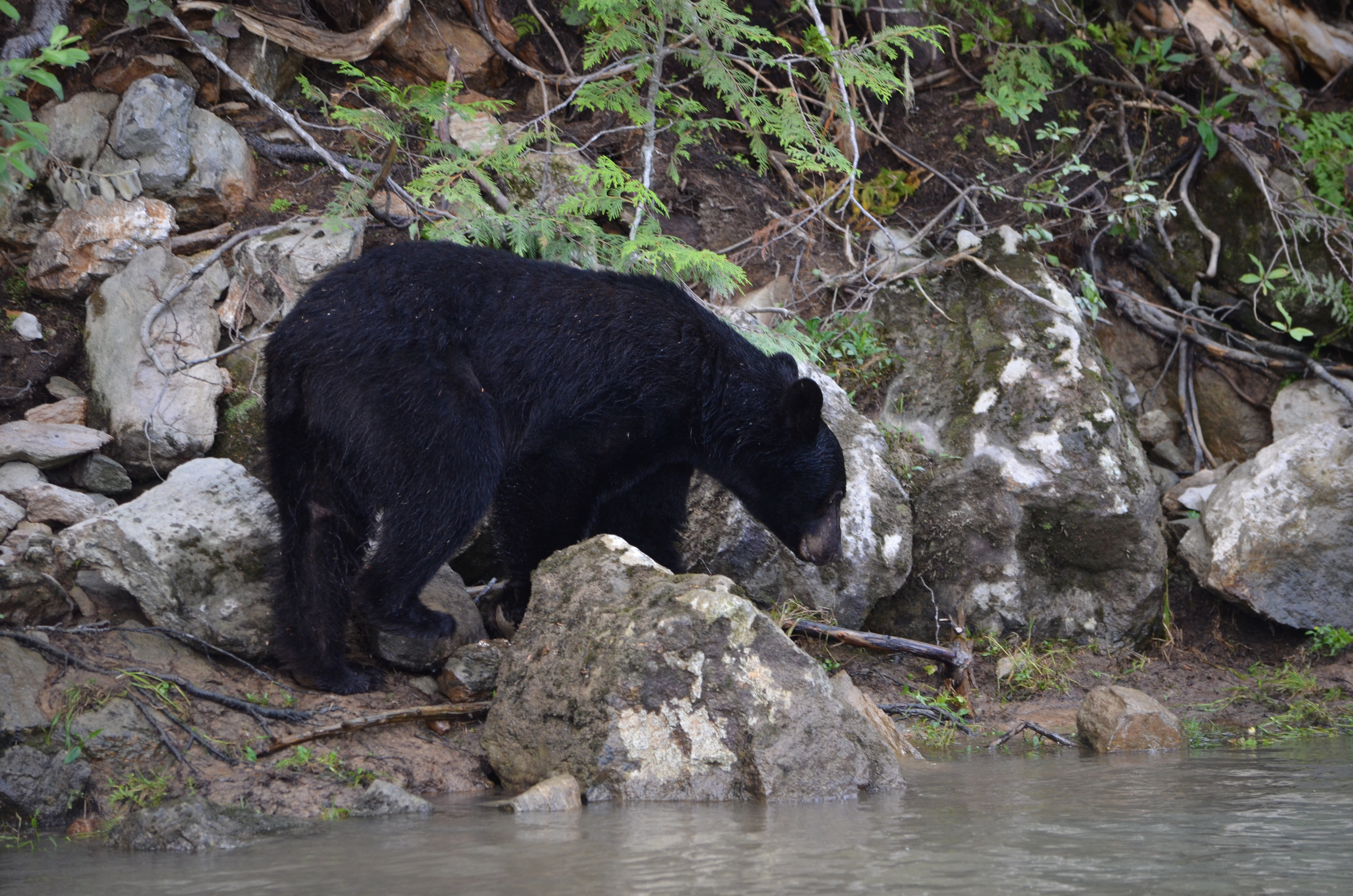 photos/wildlife/Mammal_Species/American_Black_Bear/DSC_0615.JPG