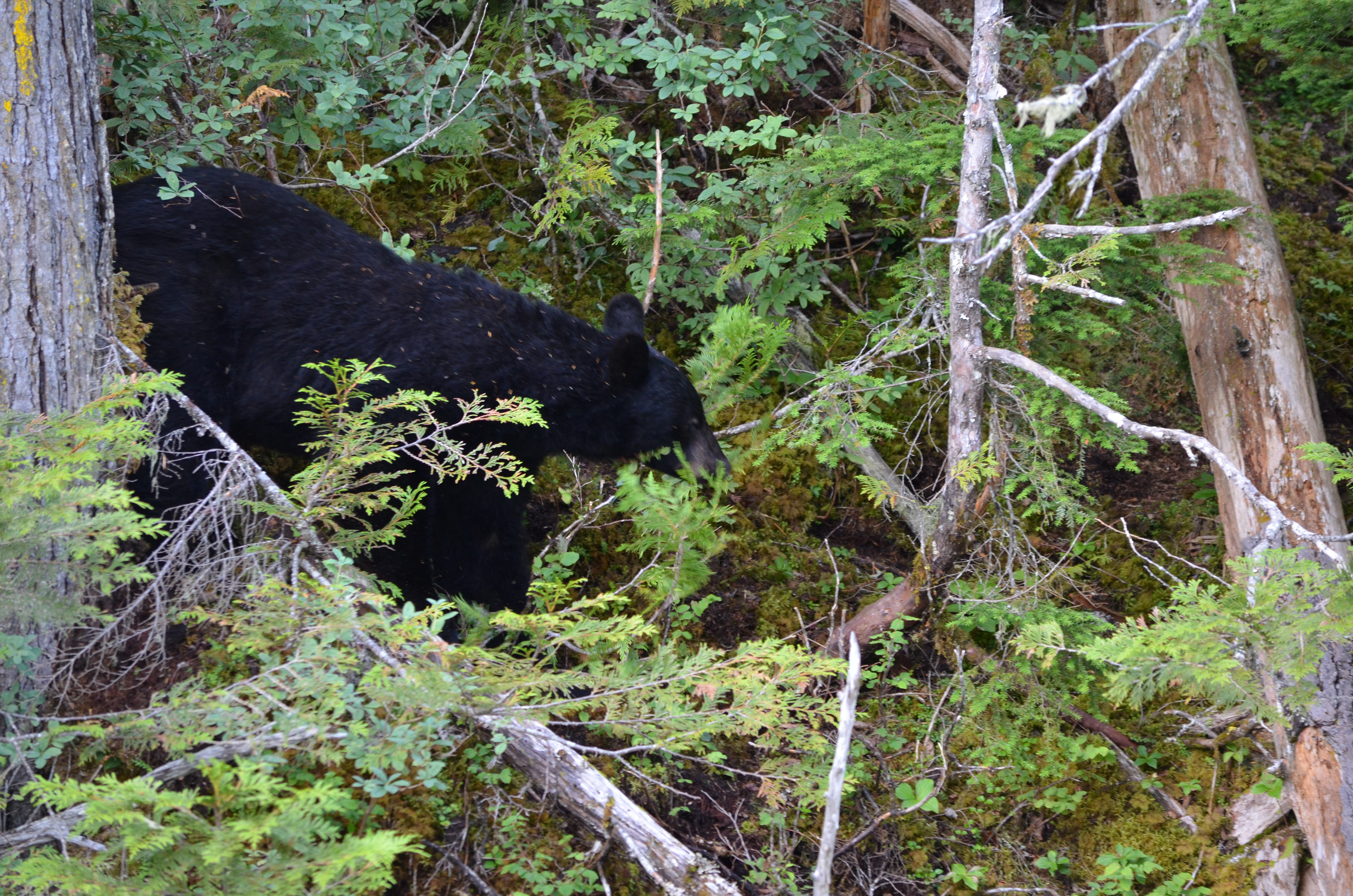 photos/wildlife/Mammal_Species/American_Black_Bear/DSC_0616.JPG