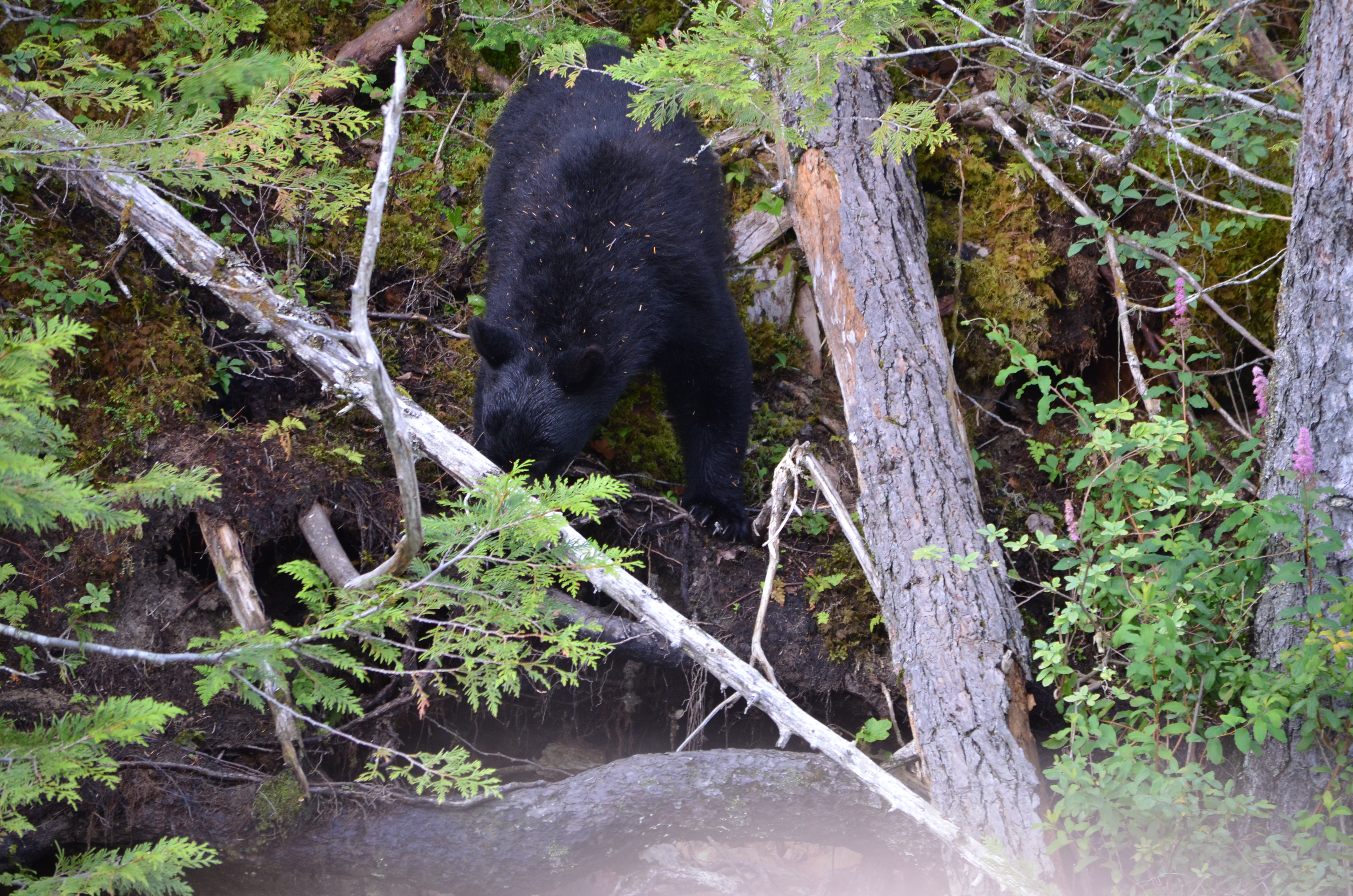 photos/wildlife/Mammal_Species/American_Black_Bear/DSC_0617.JPG