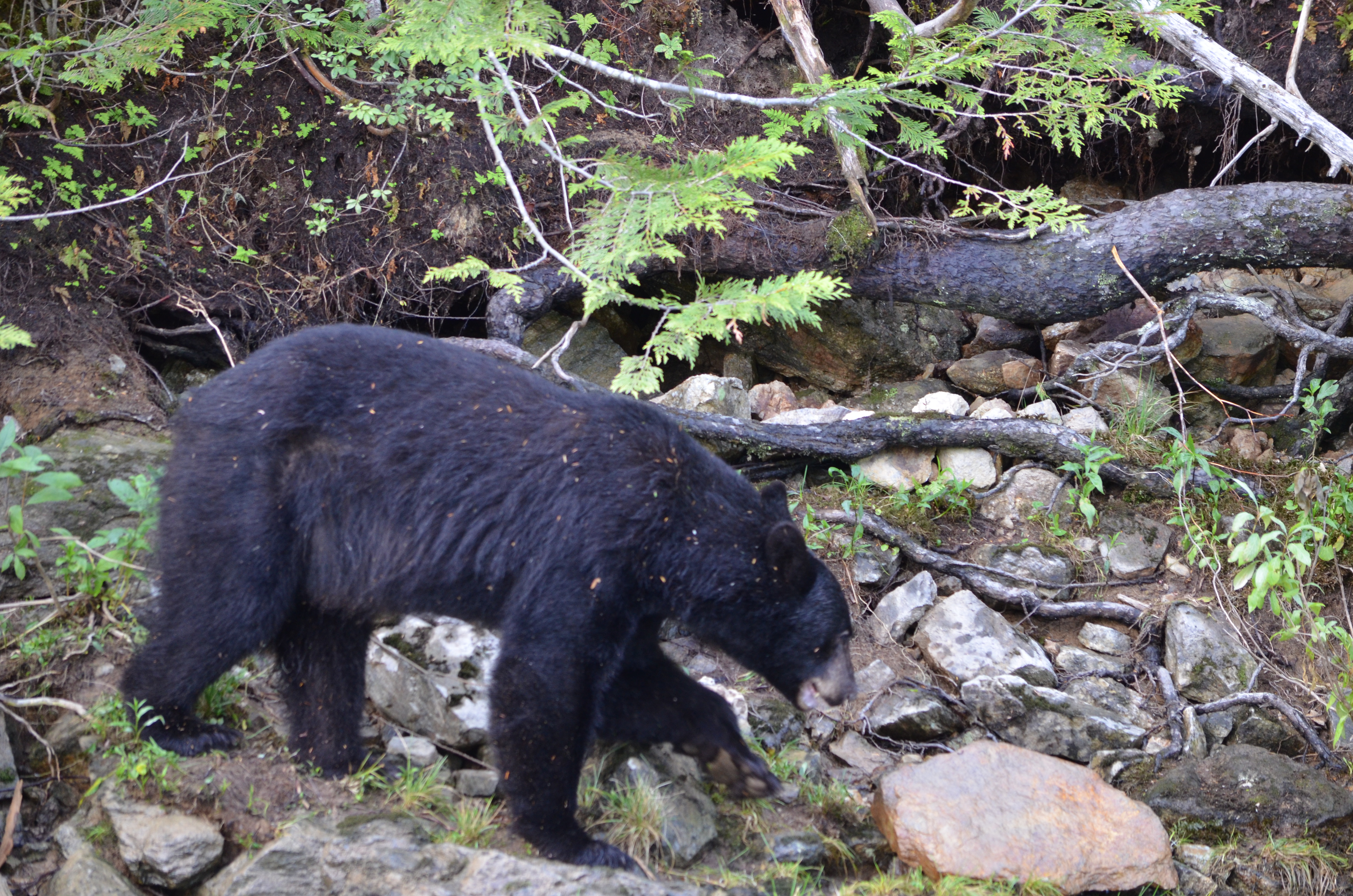 photos/wildlife/Mammal_Species/American_Black_Bear/DSC_0618.JPG