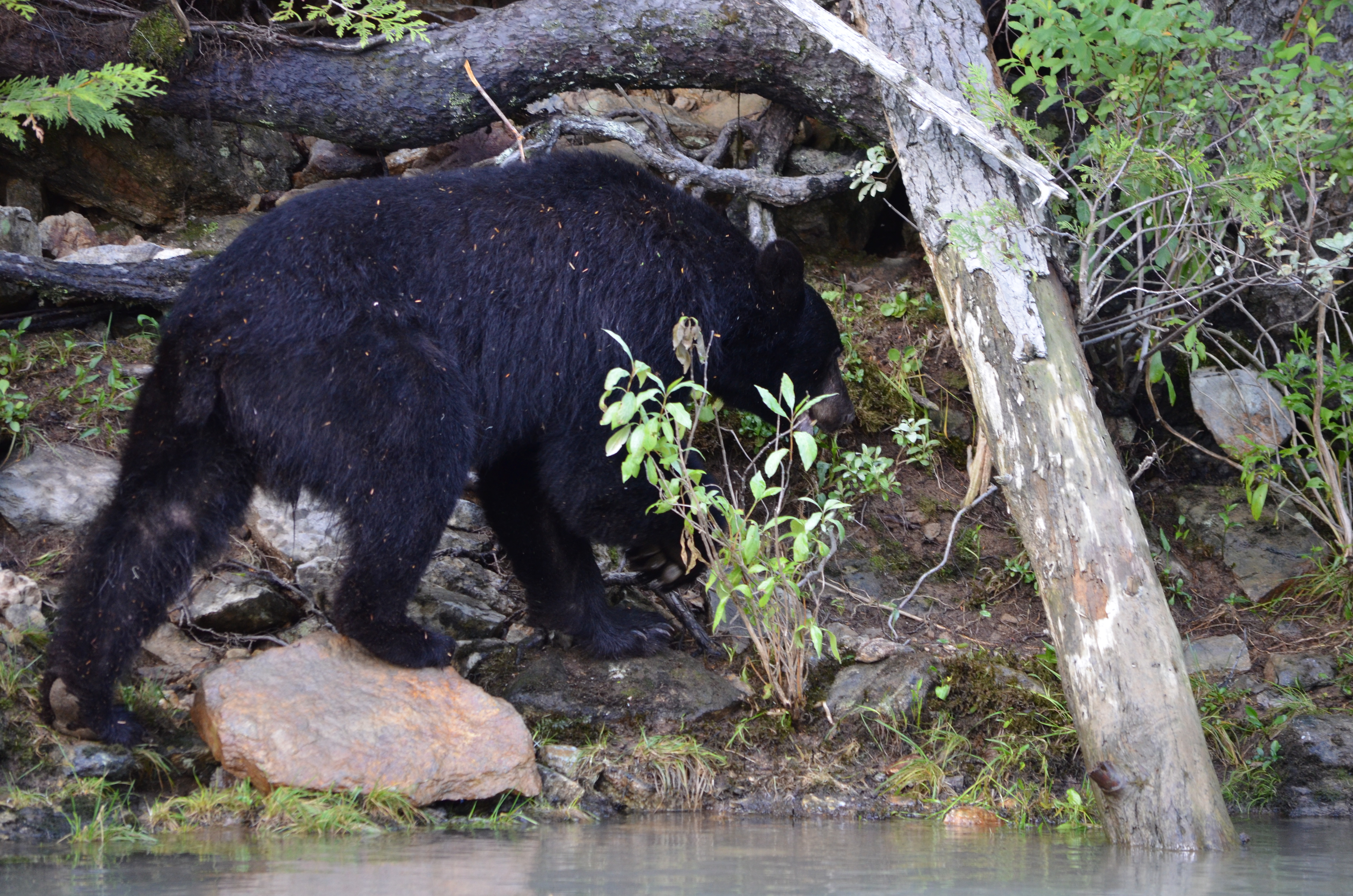photos/wildlife/Mammal_Species/American_Black_Bear/DSC_0619.JPG