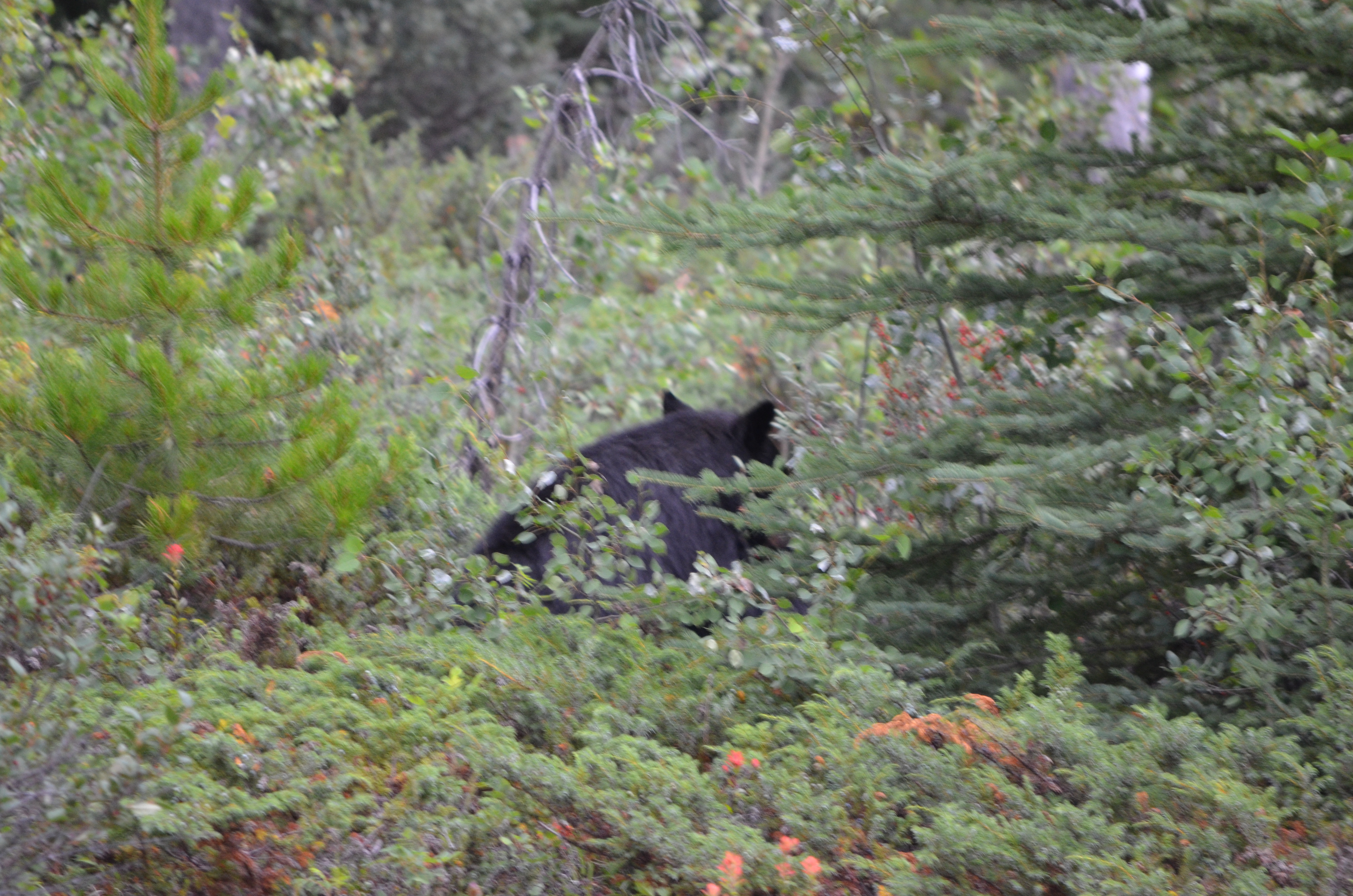 photos/wildlife/Mammal_Species/American_Black_Bear/DSC_0712.JPG