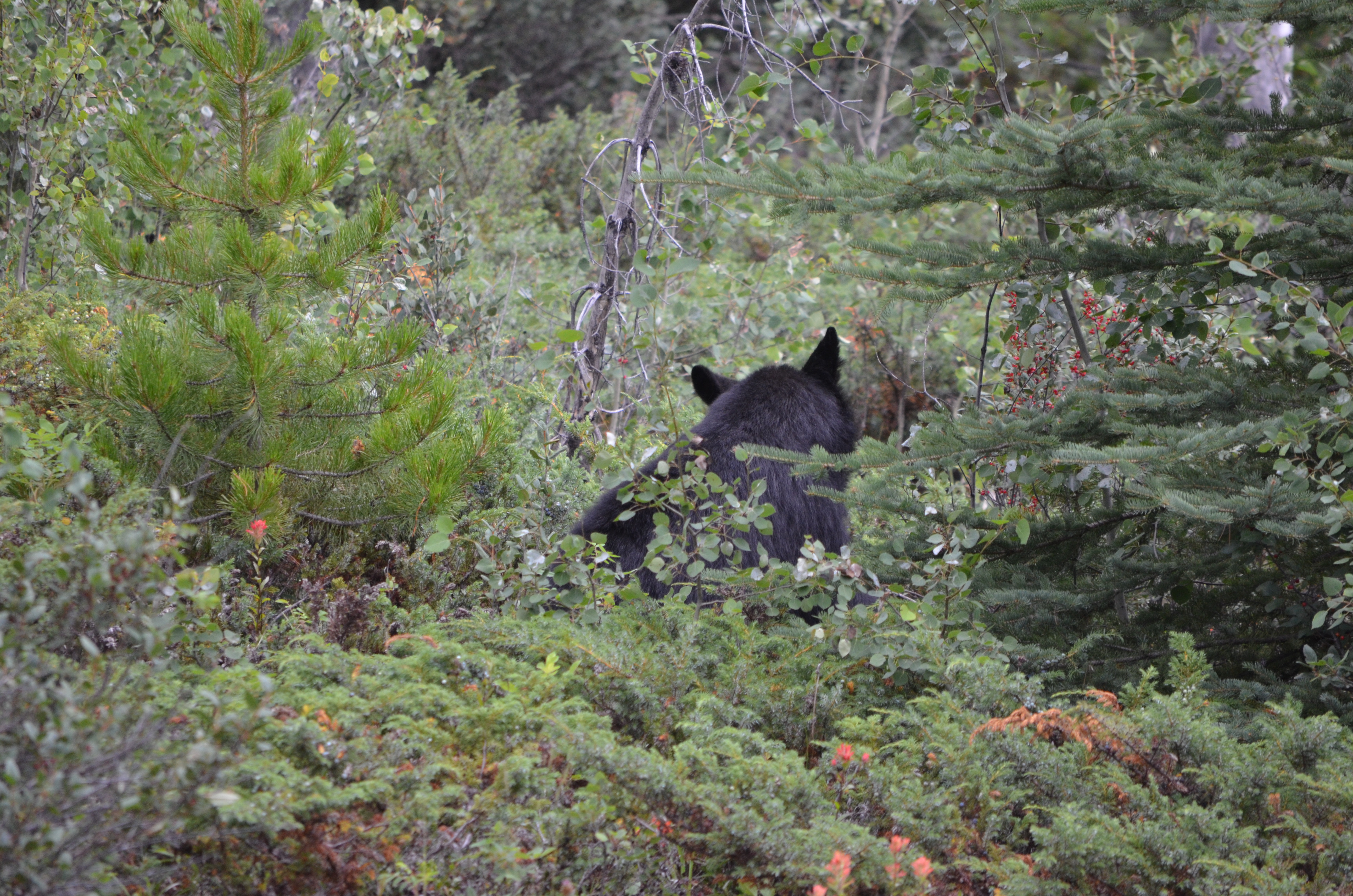 photos/wildlife/Mammal_Species/American_Black_Bear/DSC_0713.JPG